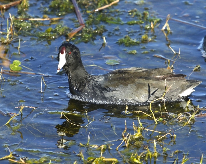 "The waterborne American Coot is one good reminder that not everything that floats is a duck." Cornell Laboratory of Ornithology