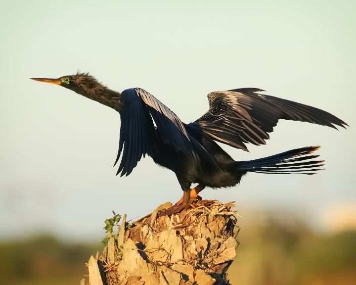 Male Anhinga, with breeding season colors around the eye