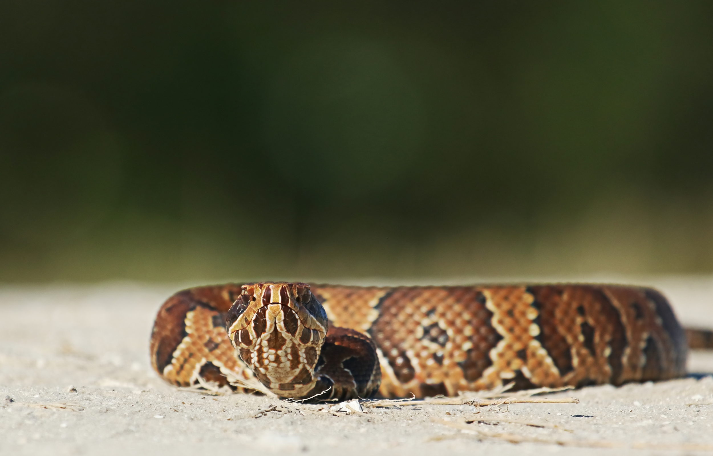 Snake Eyes...It's all about perspective..life that is...
