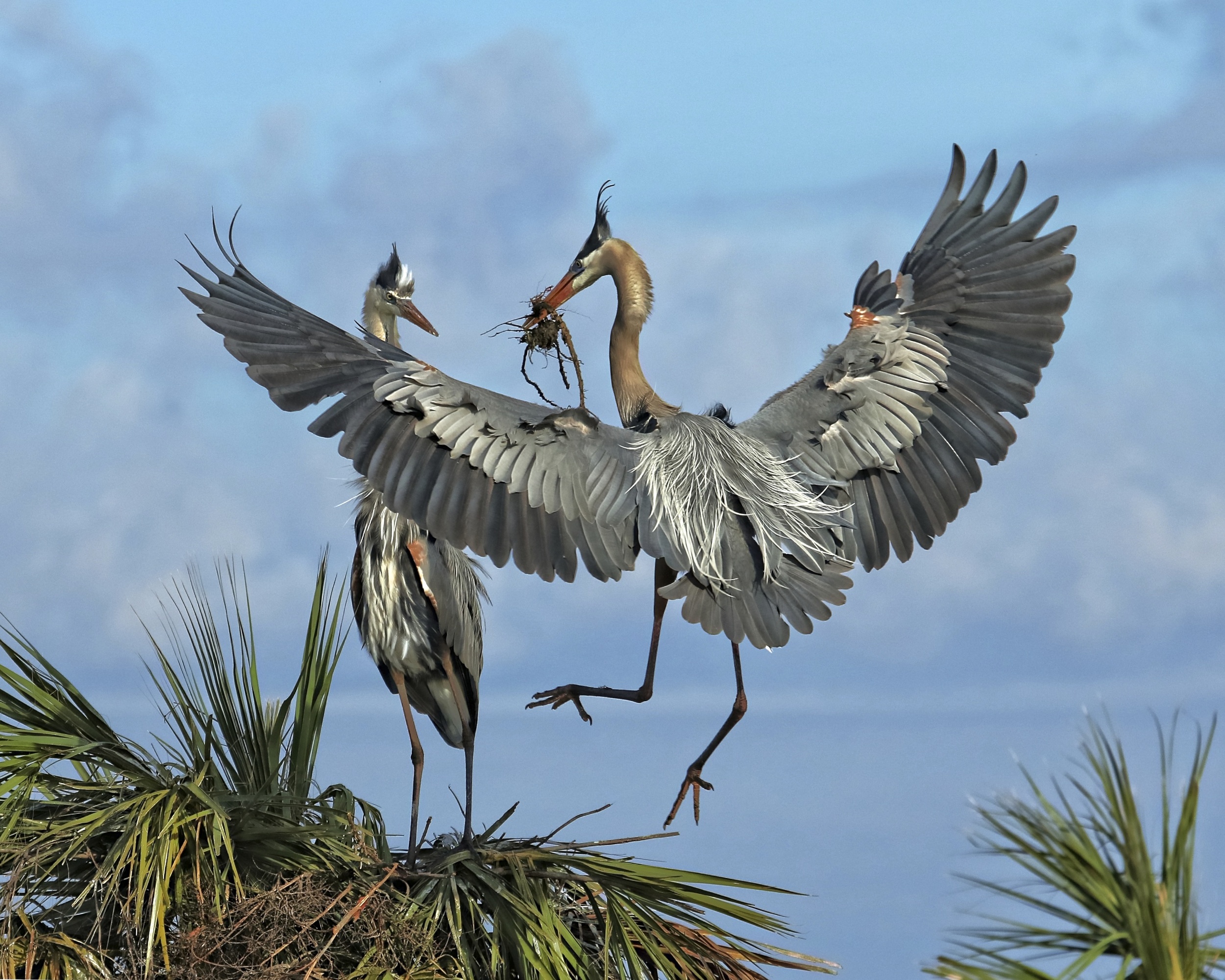 and then another one..she eyes the stick carefully..as well as the handsome broad winged bird carrying it..