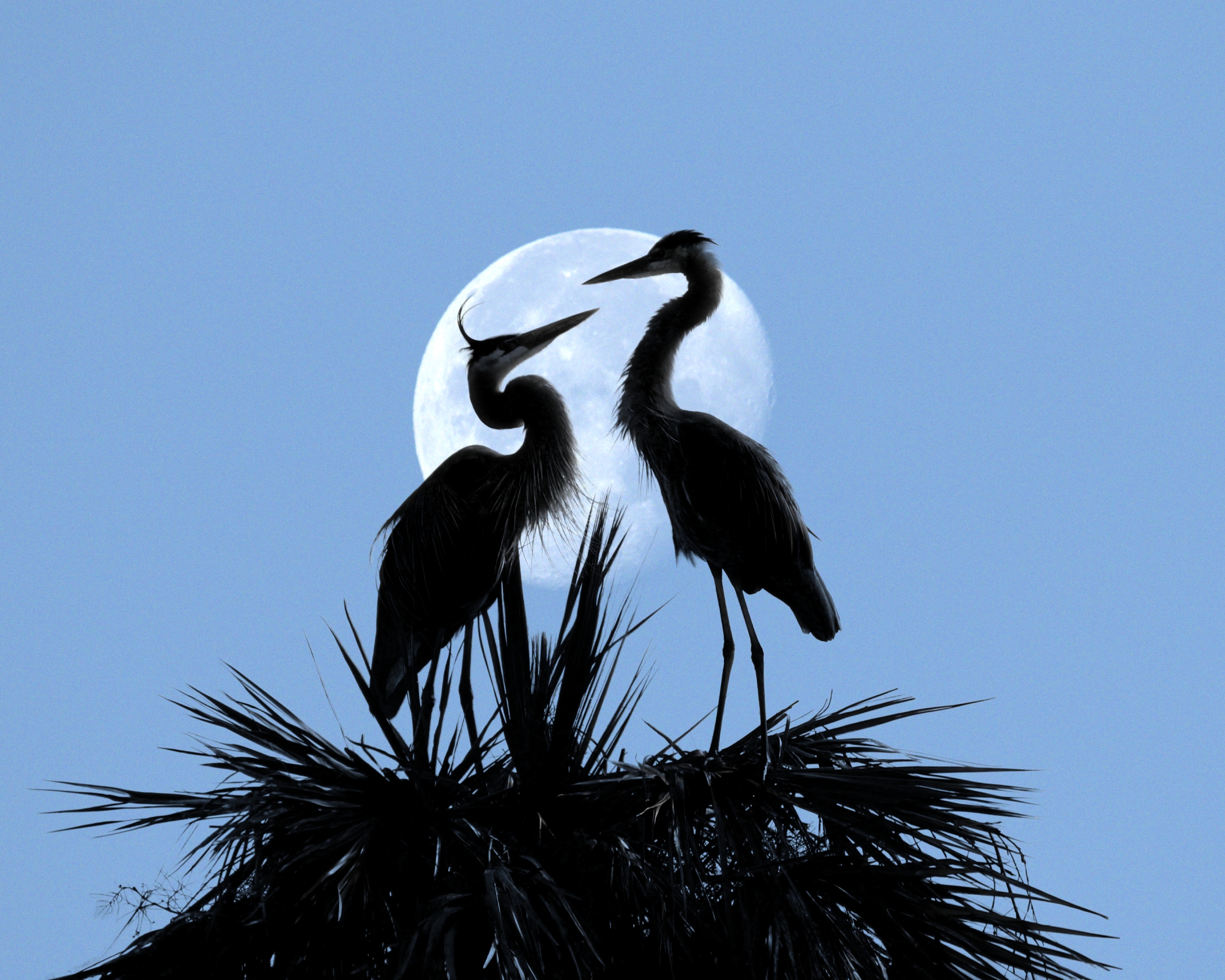It was a beautiful Blue Heron moon that night on the wetlands…Happy Valentines Day to all of you..from Gus, Greta and Reflections..