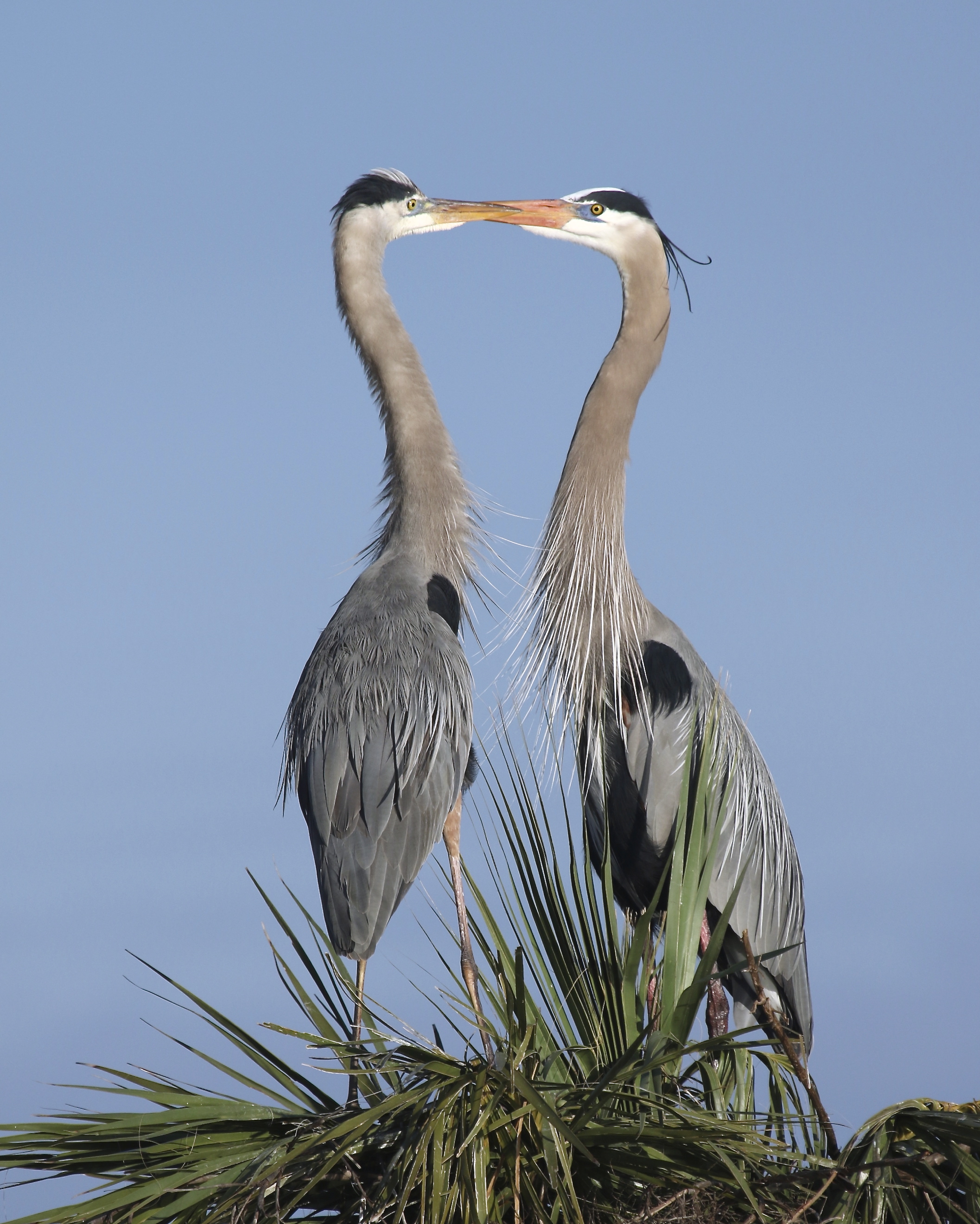 And then it happened..Gorgeous Greta, a Great Blue "Heroness" lands on his palm tree pad and gives Gus "the look". 