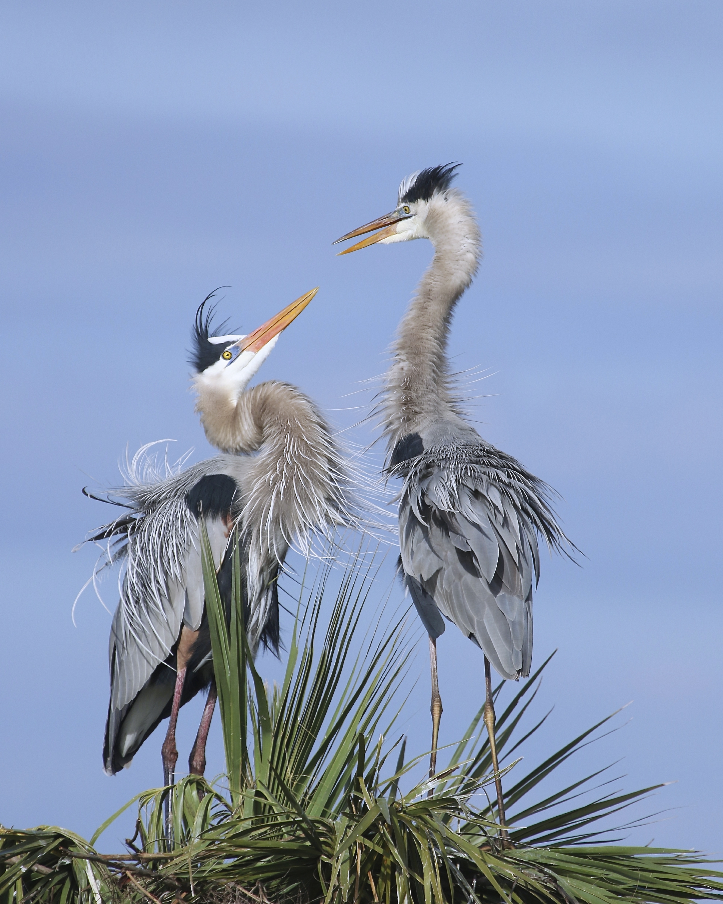 Yes I do Greta…will you be my Valentine and mate? Why yes I will says Greta with her feathers all a fluff..