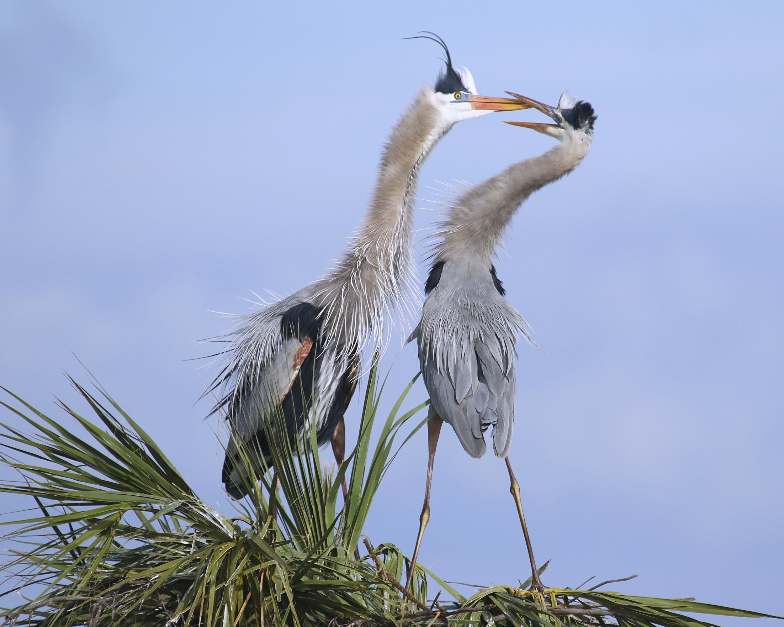 You like these tail feathers there big fella?