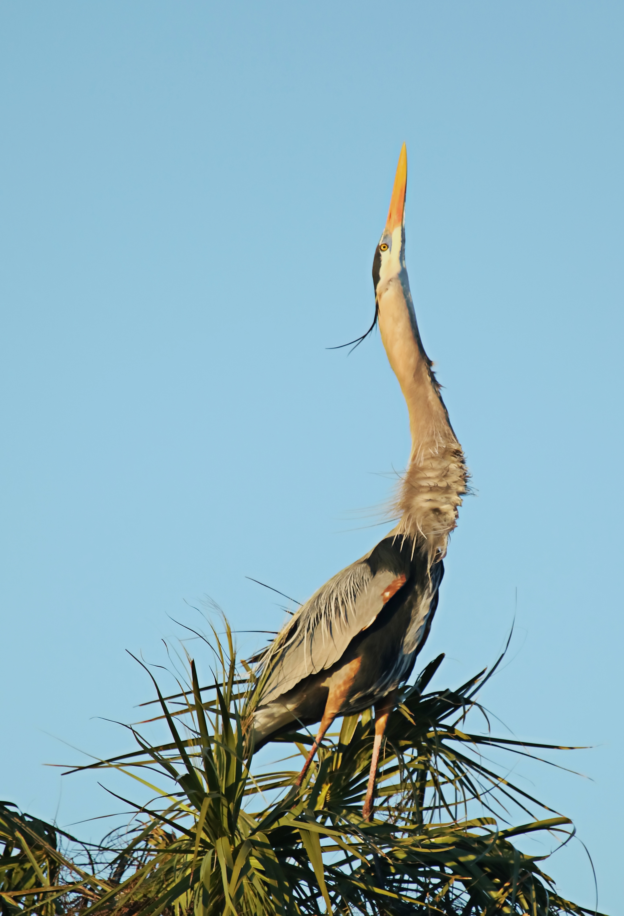 Meet Gus the lonely Great Blue Heron. Since early December he has been putting on a display and vainly calling for a mate on this perfect location for romance.