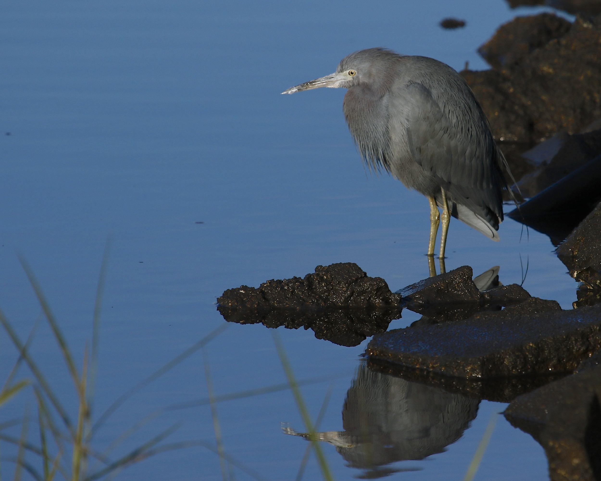 Meet Broward Bob , the Little Blue Heron and official weather prognosticator for the Broward (not as well known perhaps as Punxsutawney Phil but easier to spell).