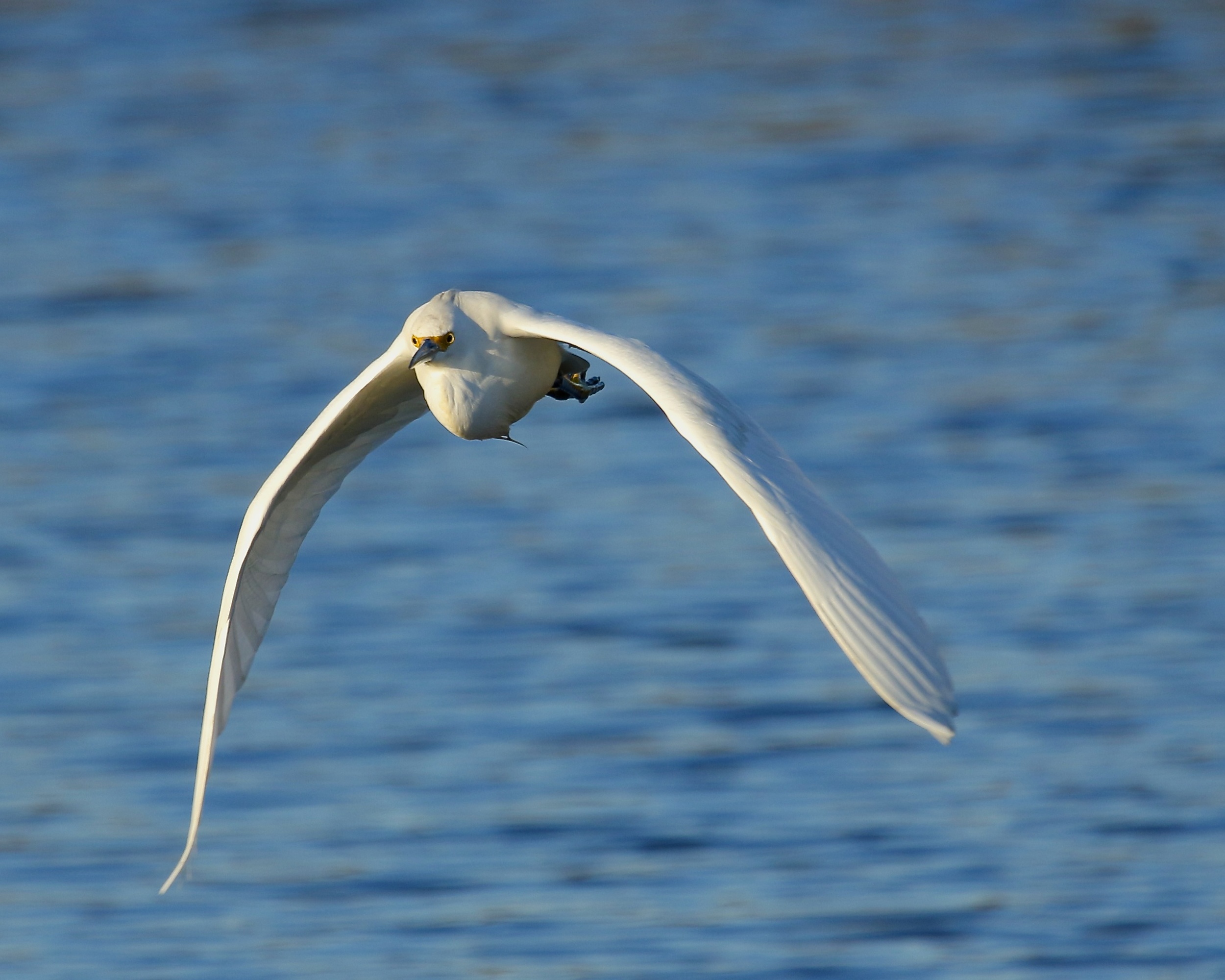 Sure enough, I look up and see a Snowy (Egret) Blizzard a coming..better up the shutter speed !