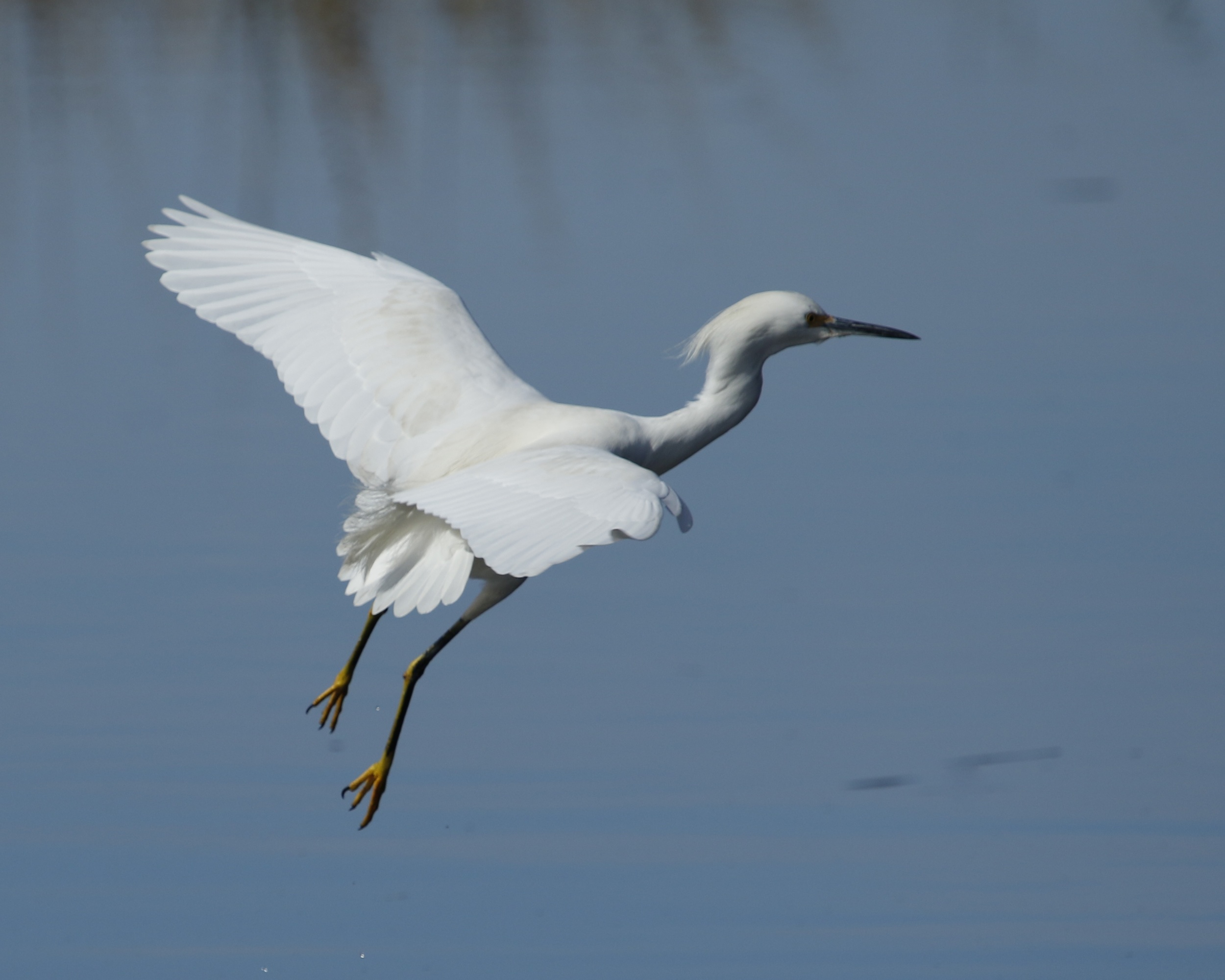 The wings are blinding white as the snowy arrives
