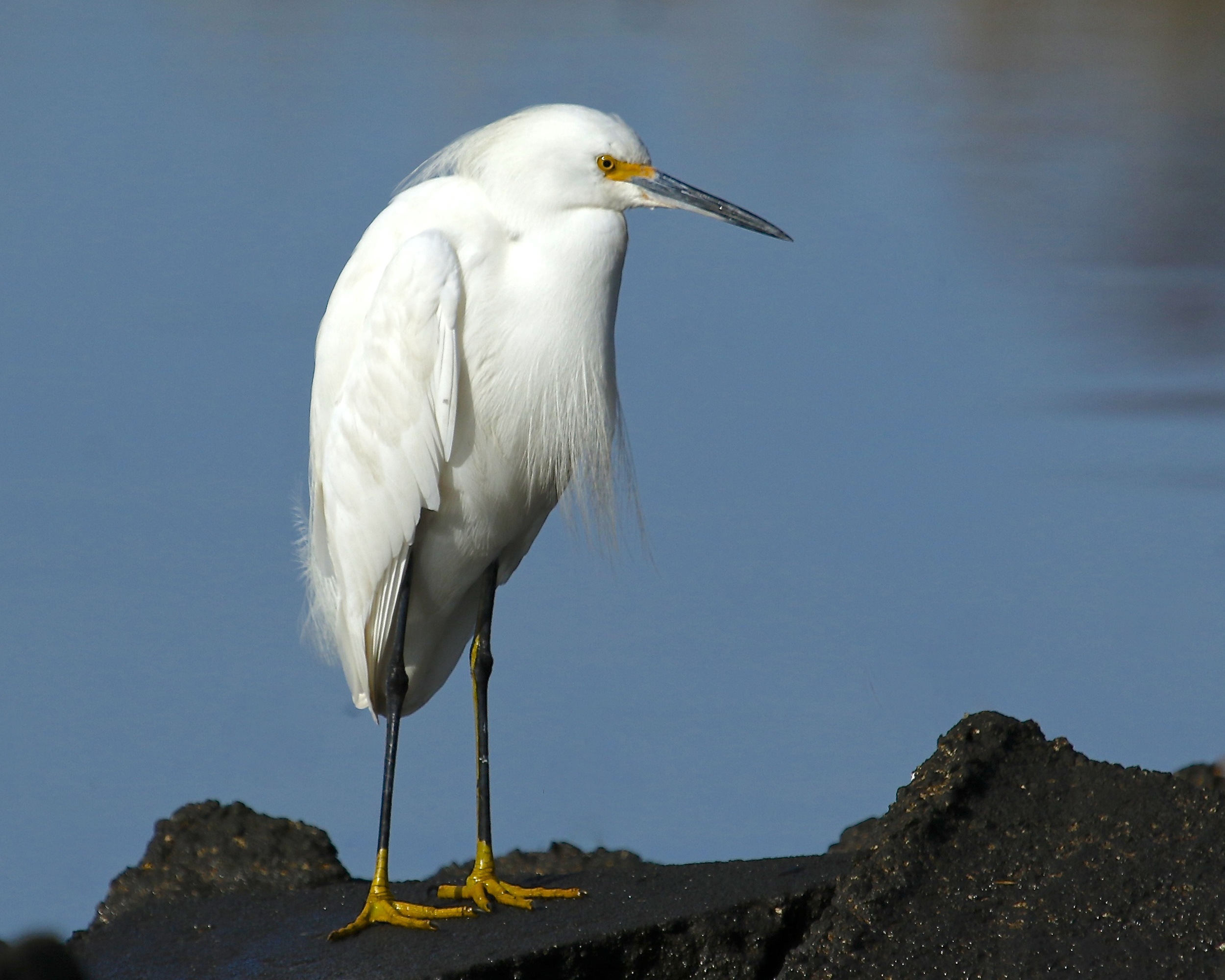 Don't be depressed over the Blizzard, Us folks with yellow feet can't get depressed long anyway!