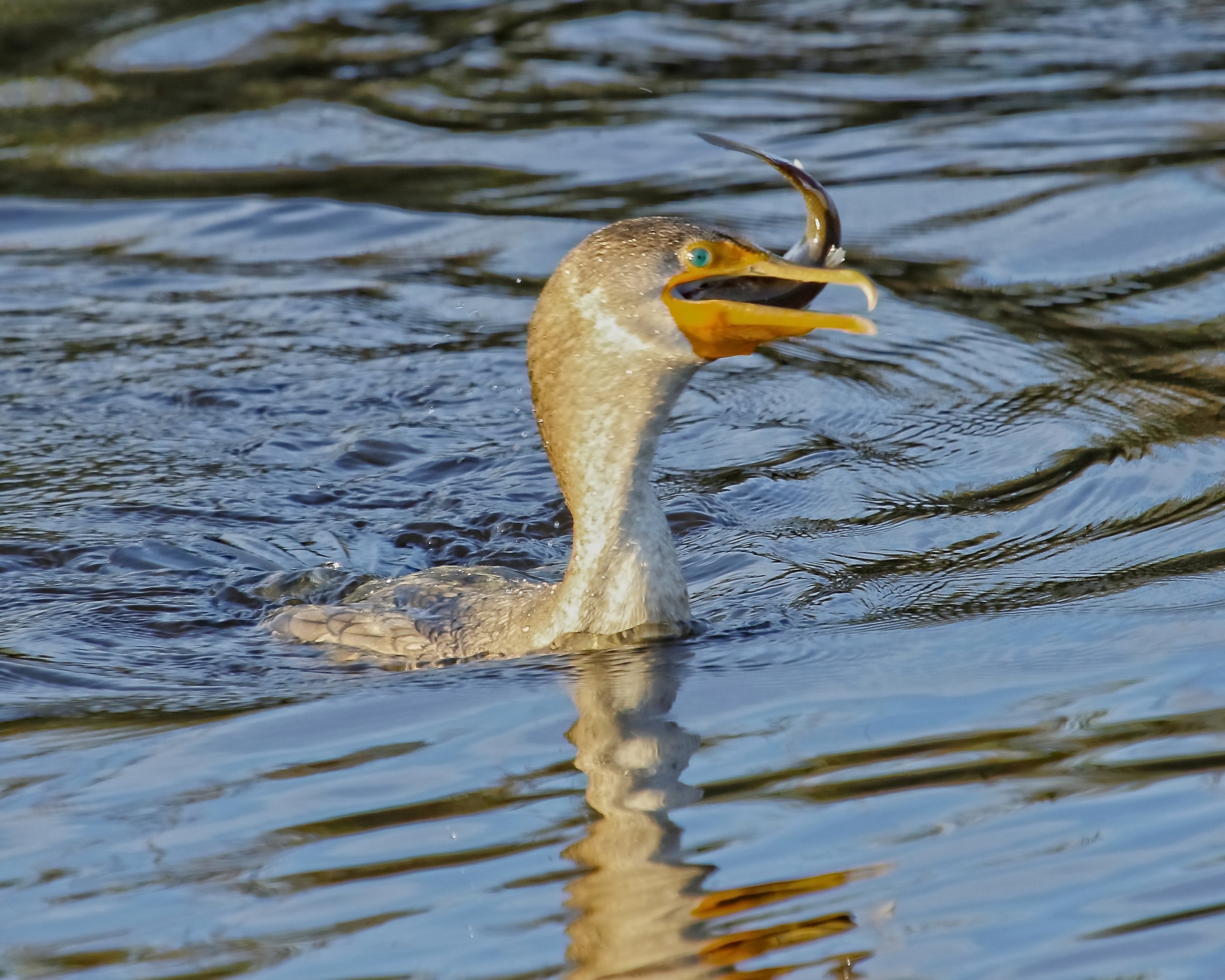 Gulp!, this one is a tad bit hard to swallow! Quips the Cormorant.