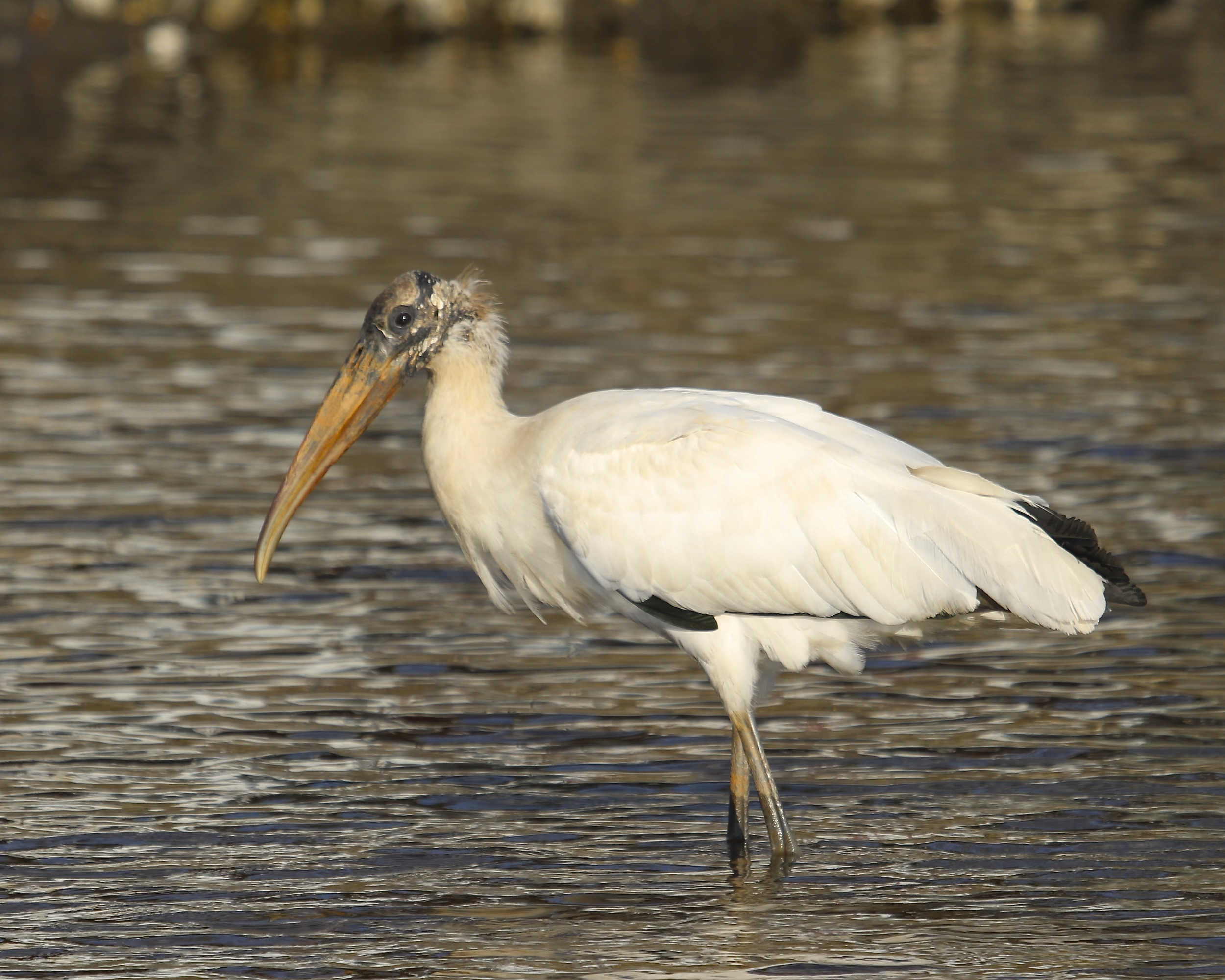 Who ate all the food said the Wood Stork!