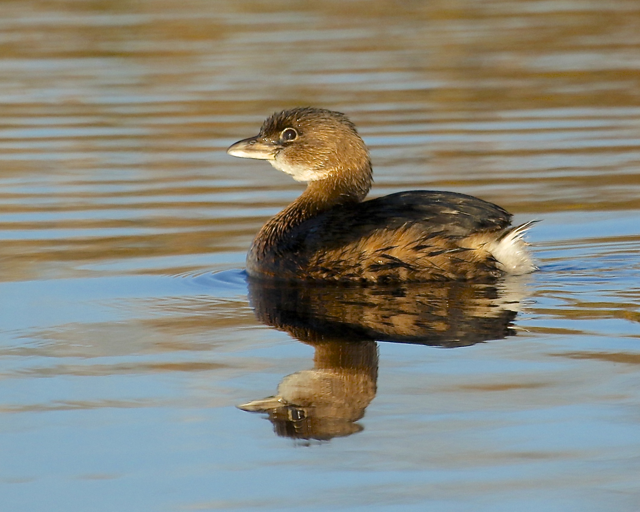 Burrp!, Not me said the Pied Billed Grebe..
