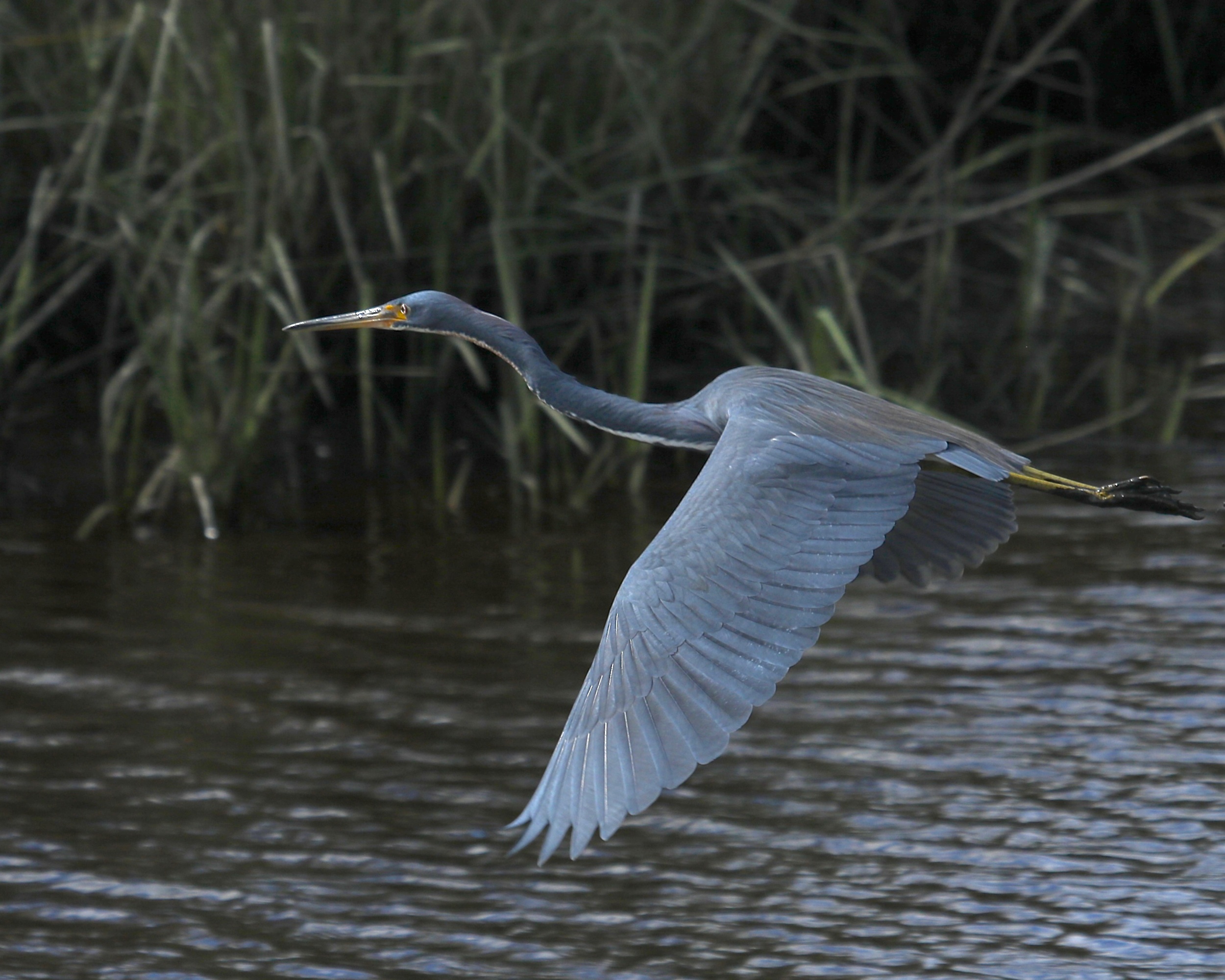 The Tri Colored heron leaves, that makes three!