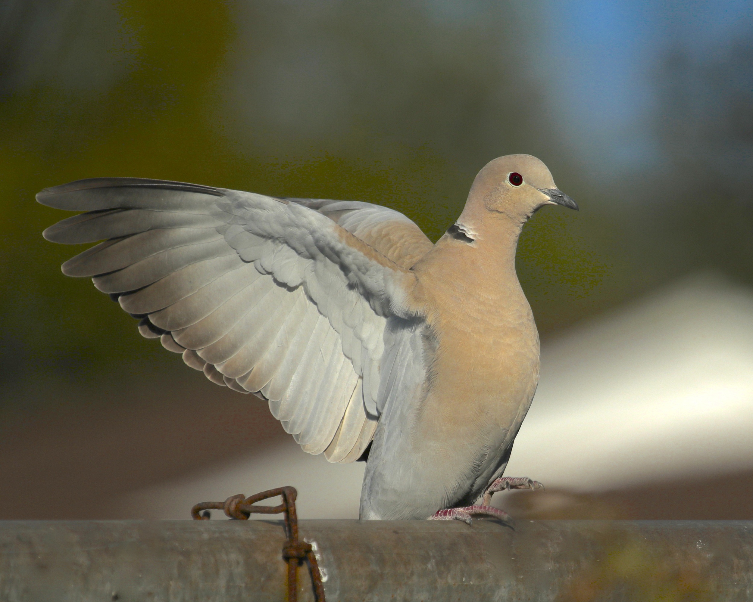 Will the March winds come in like a Screaming Eagle or gentle breeze like a Mourning Dove? Only Broward Bob knows!…stay tuned..