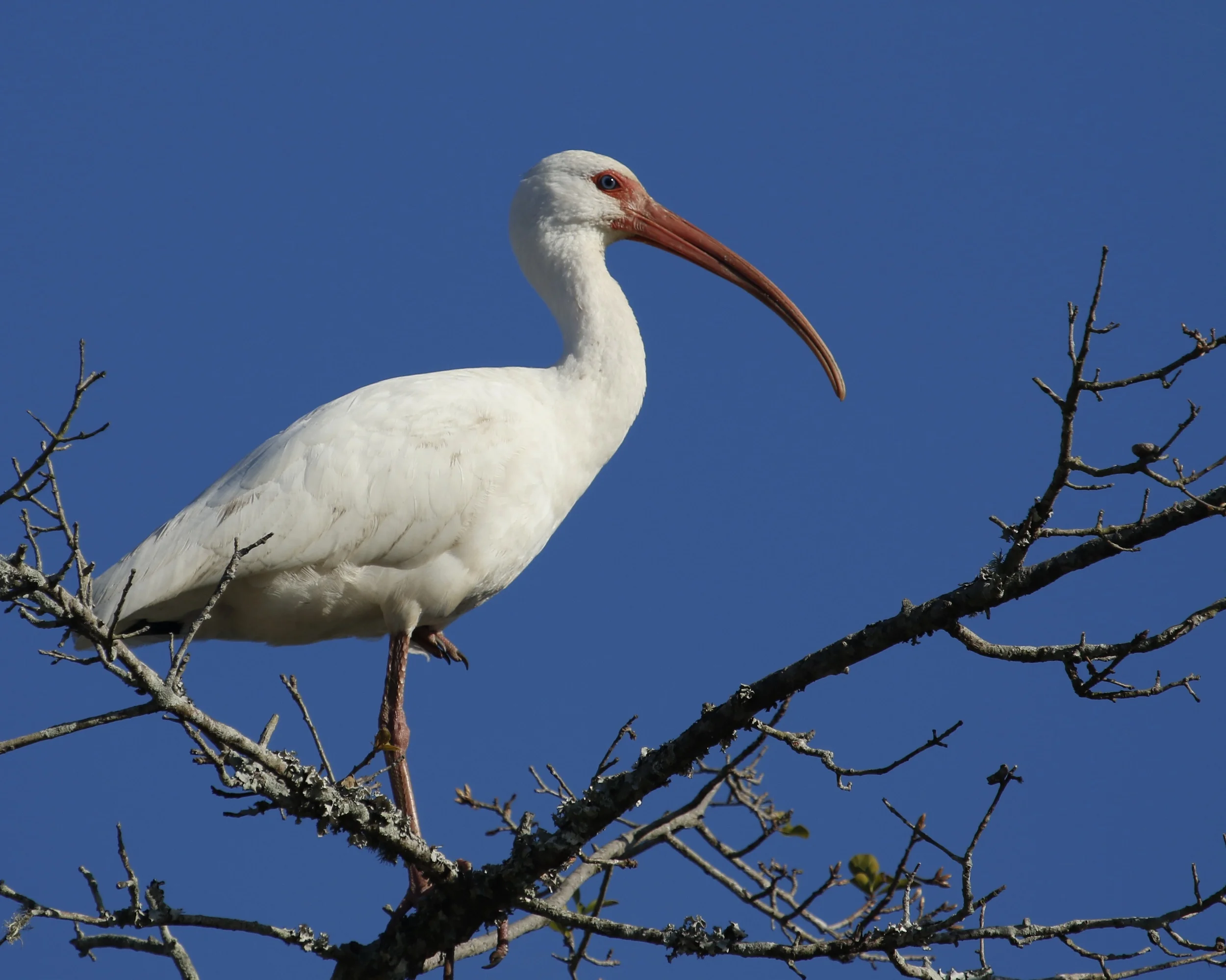 A White Ibis sits on the naked limbs of a barren oak tree by the river bank, resting on one leg. For an hour!