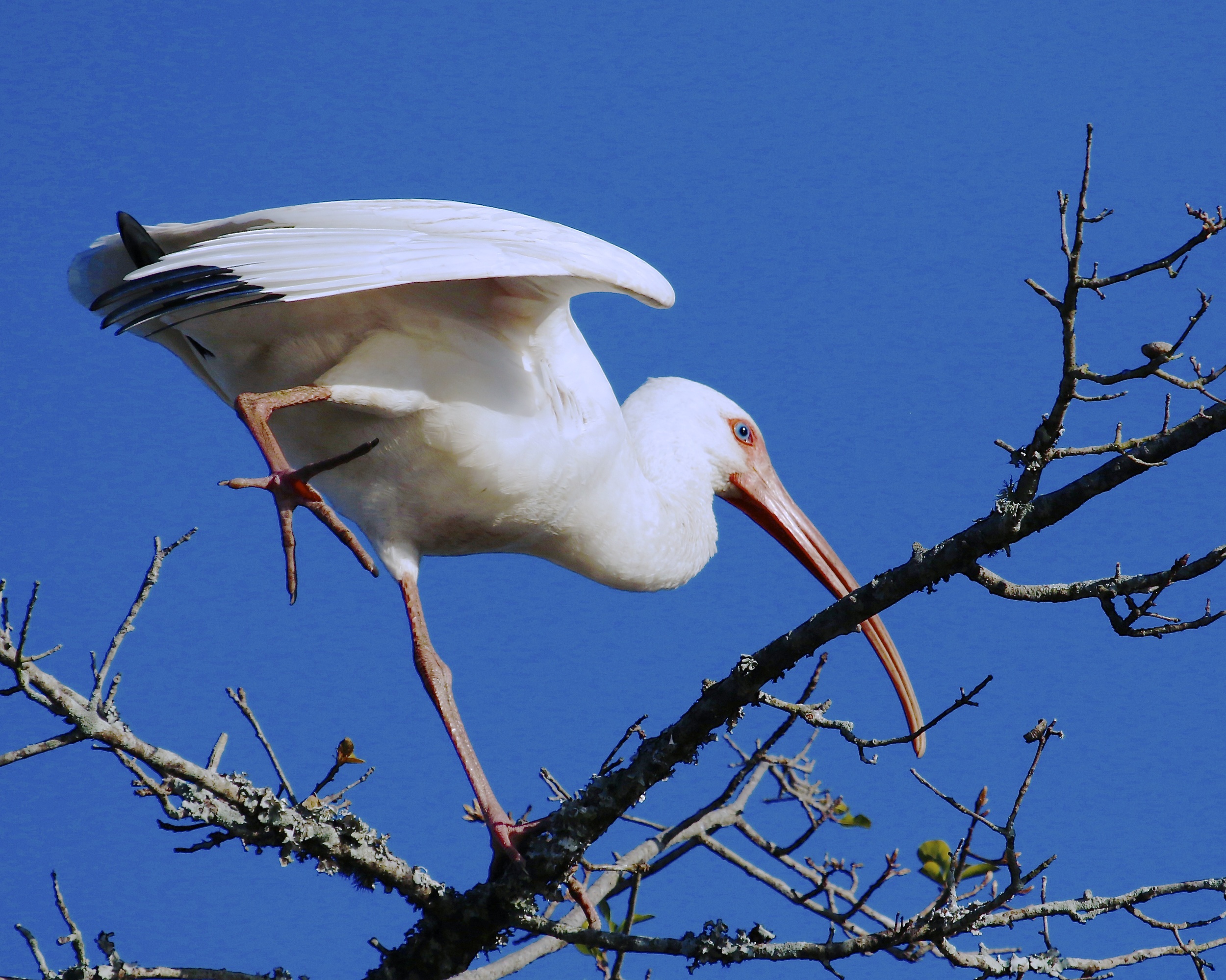 Oh, these legs and wings are stiff from standing on these limbs...