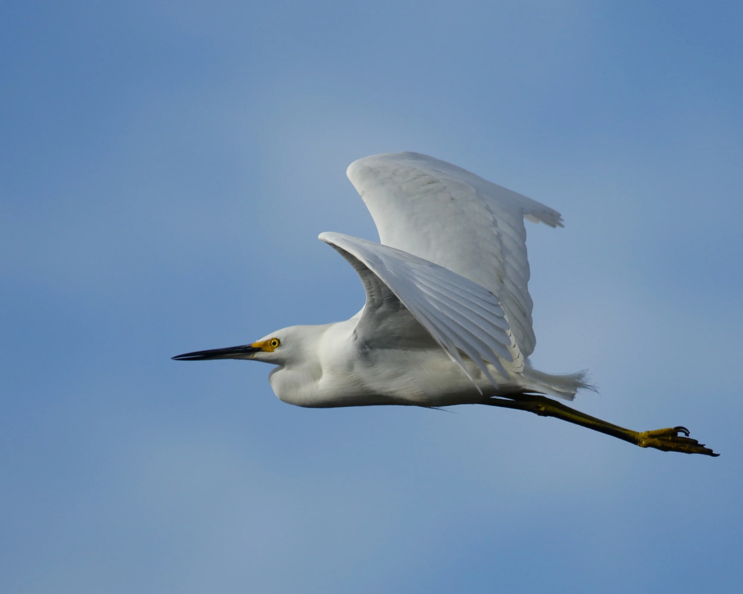 Another Snowy "Blizzard" Egret fly by on the Broward..