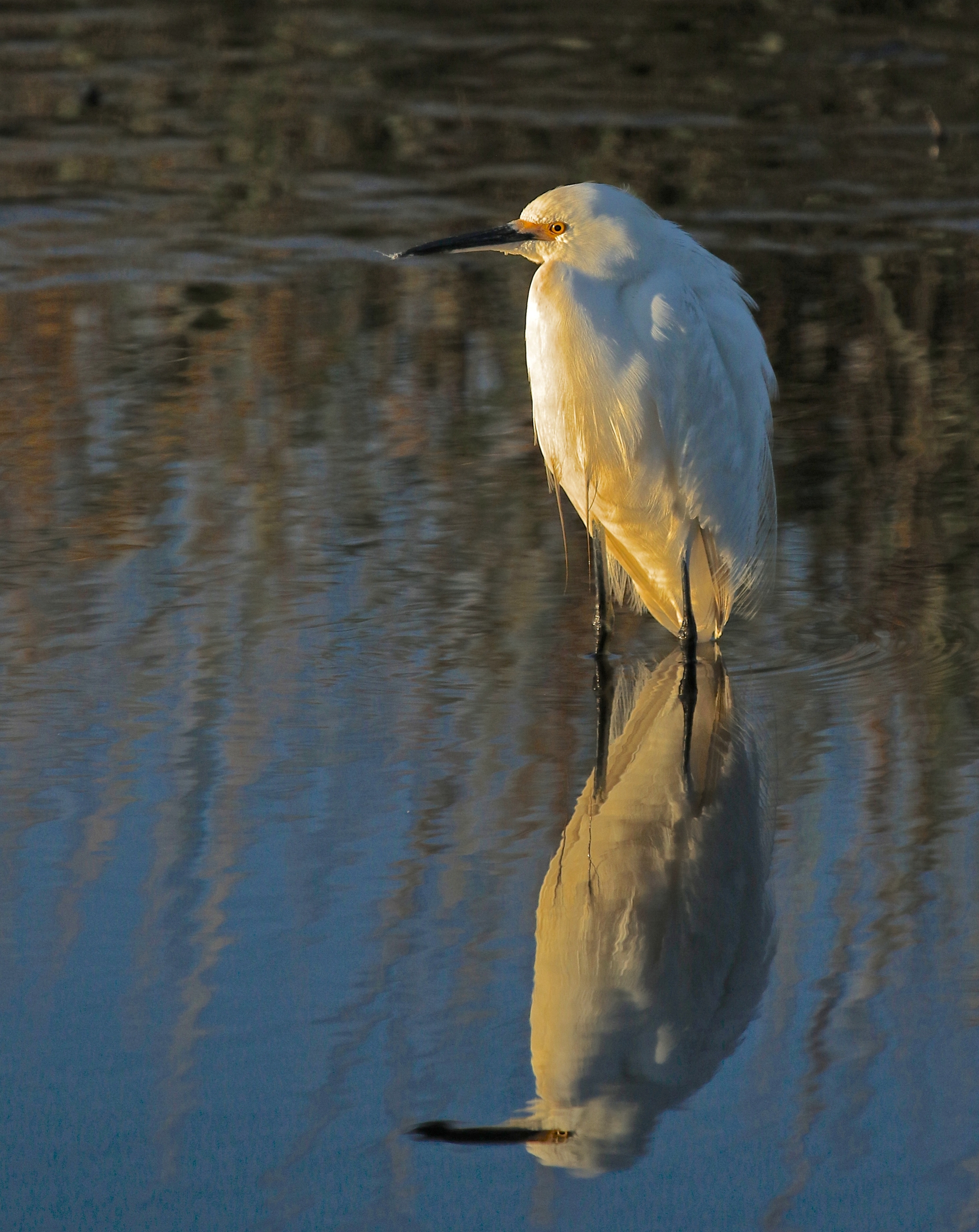 Morning Tide reflection…time for a cup of coffee.