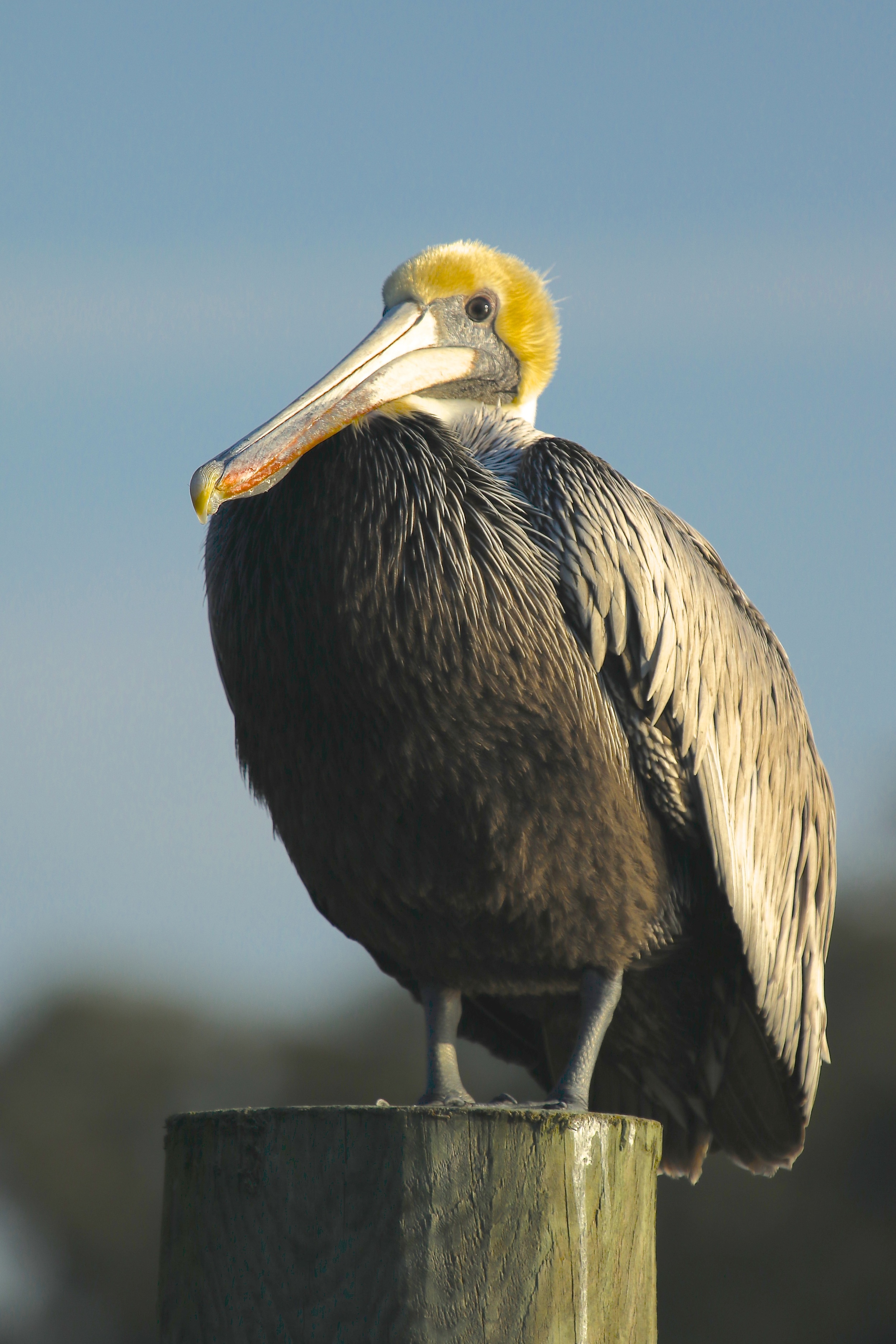Meet the Brown Pelican anxiously waiting for Tommy to get started working on the river today too! 