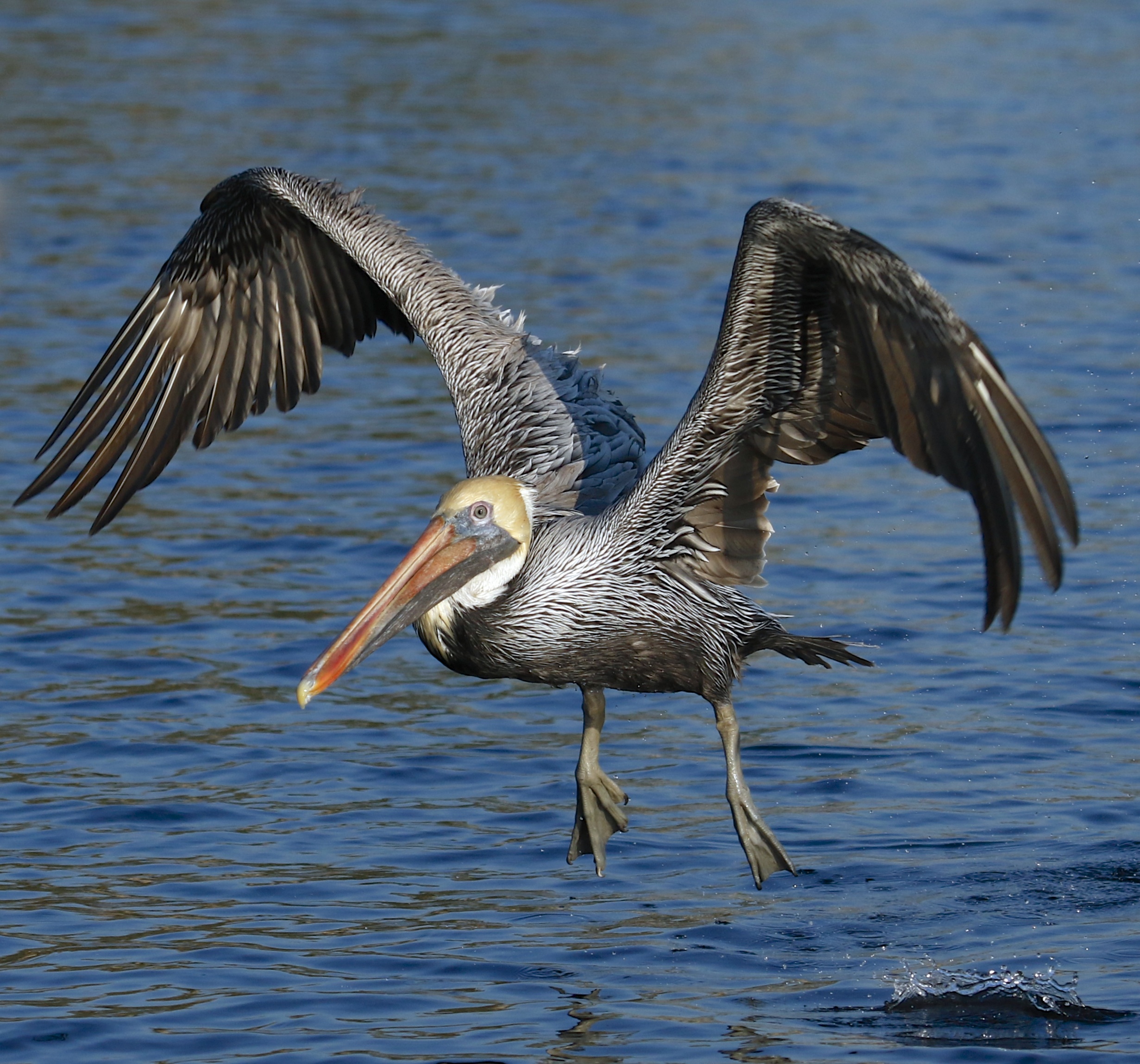 Come on gang, it is time to go to work on the river! The Brown Pelican raises its mighty wings and lifts off!