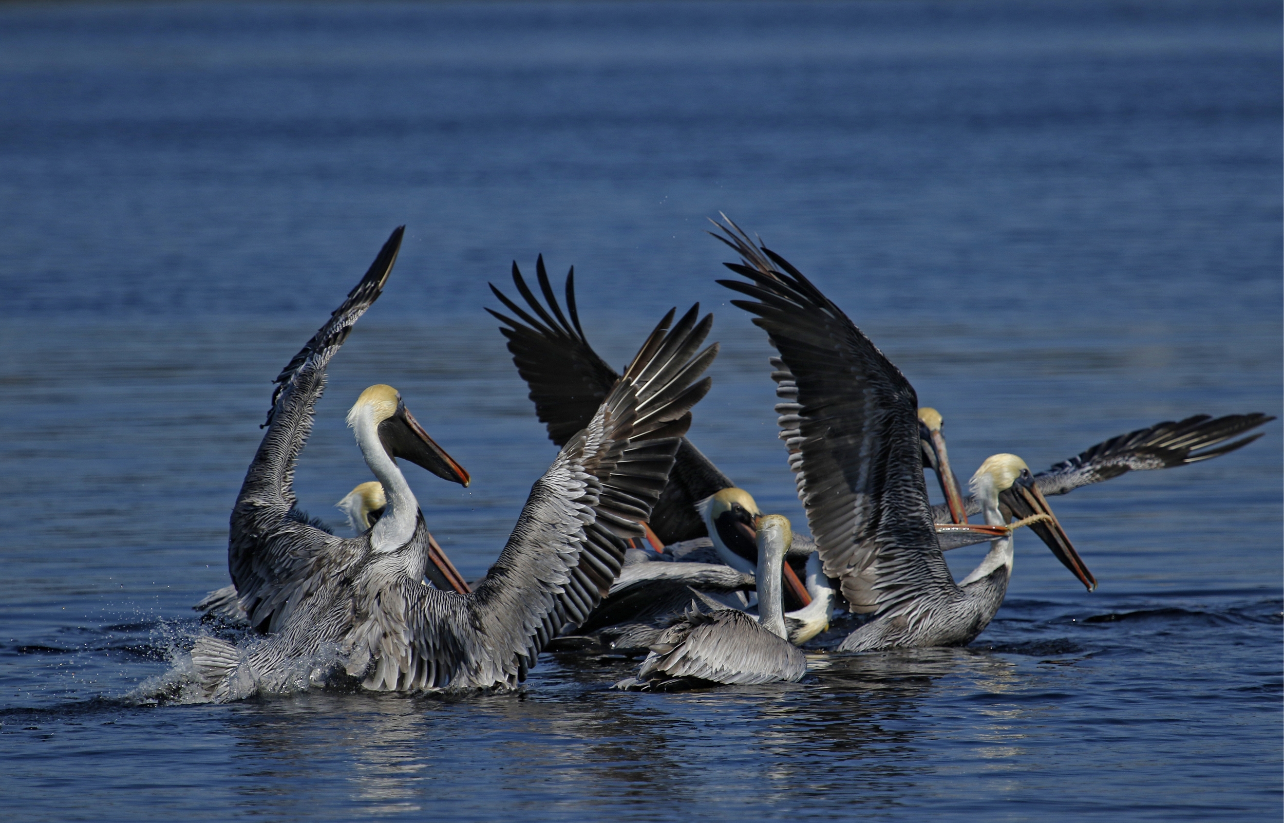 After snatching the bait remains it is a food fight for remaining morsels. 
