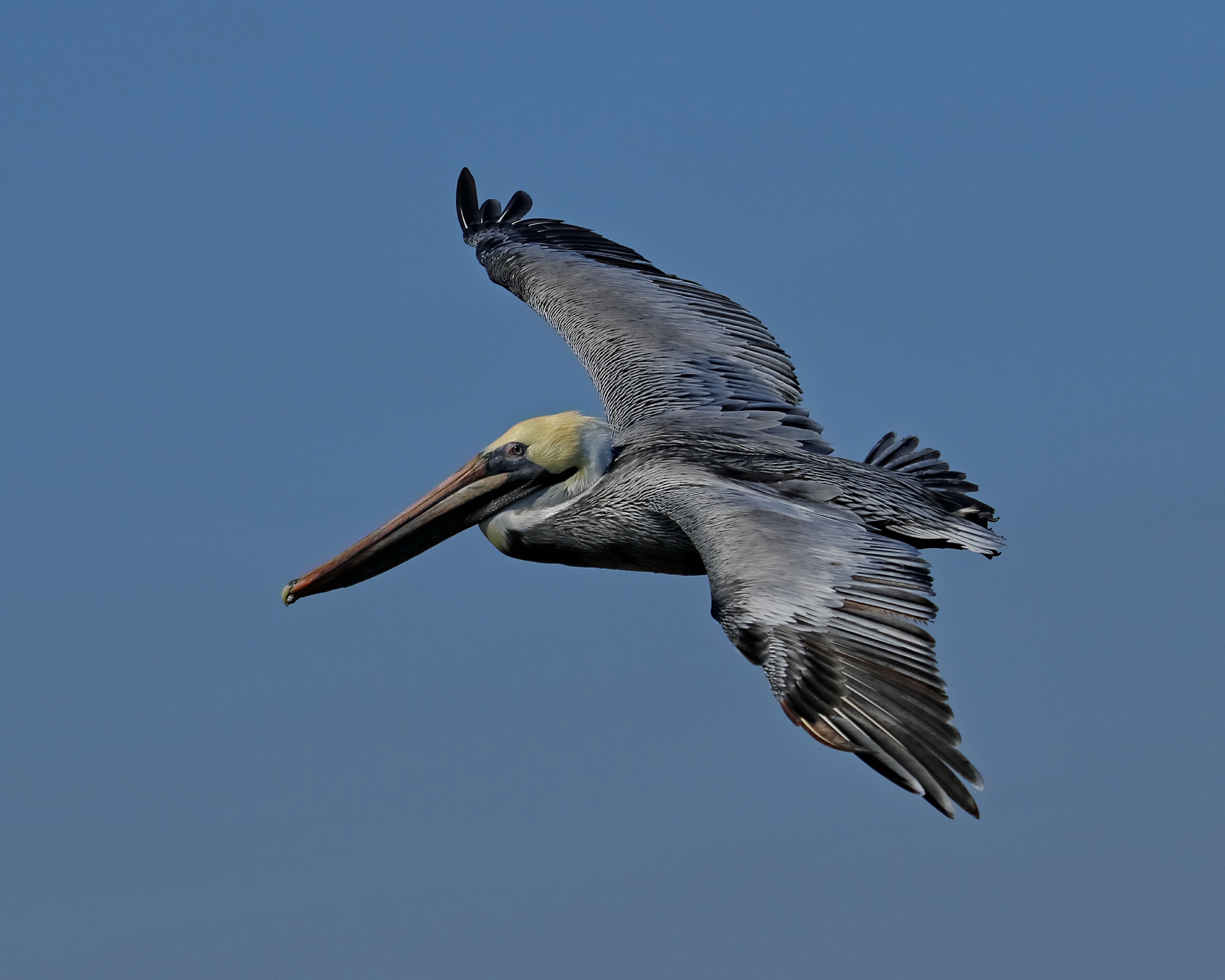 Soaring high!