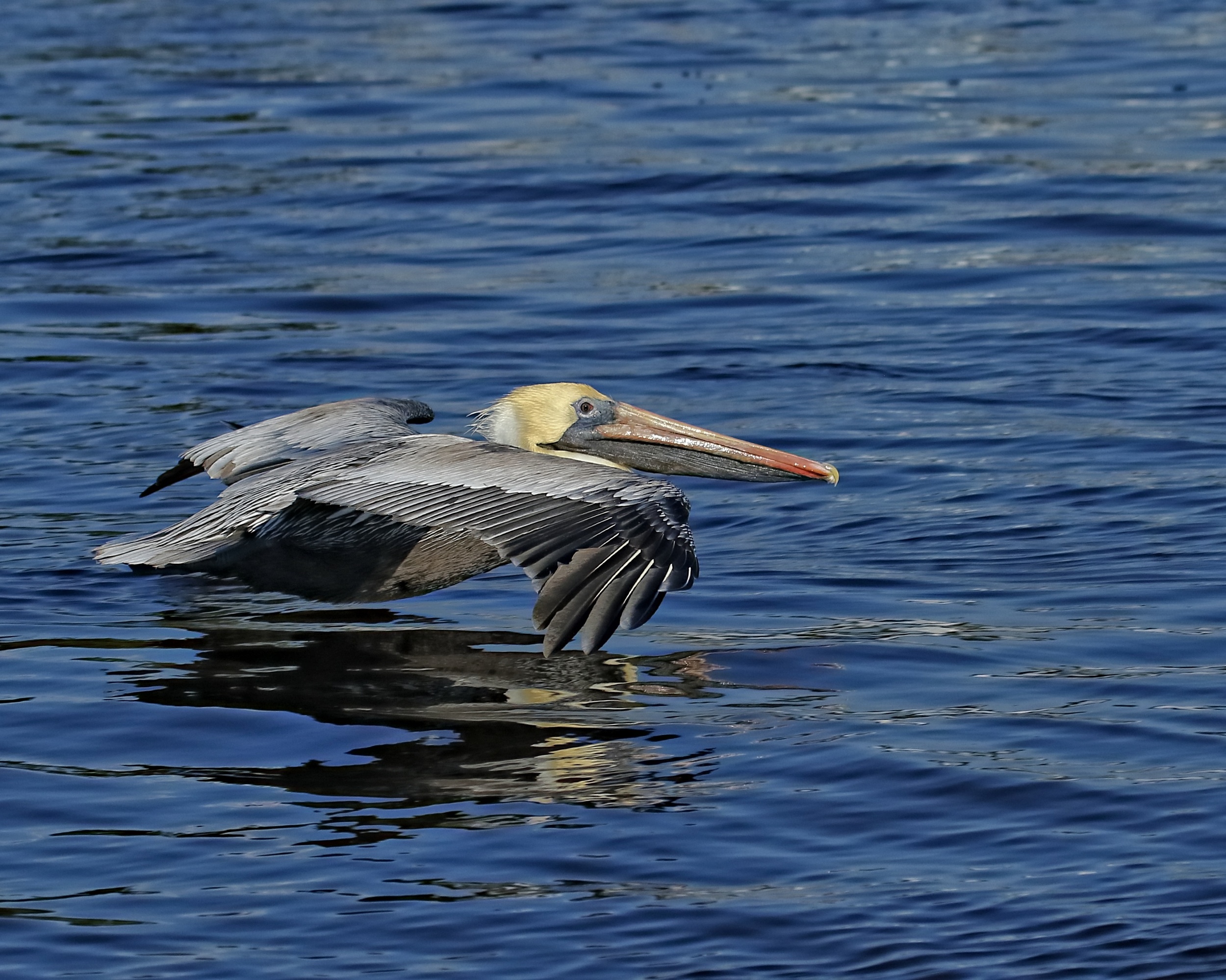 Swooping low ...