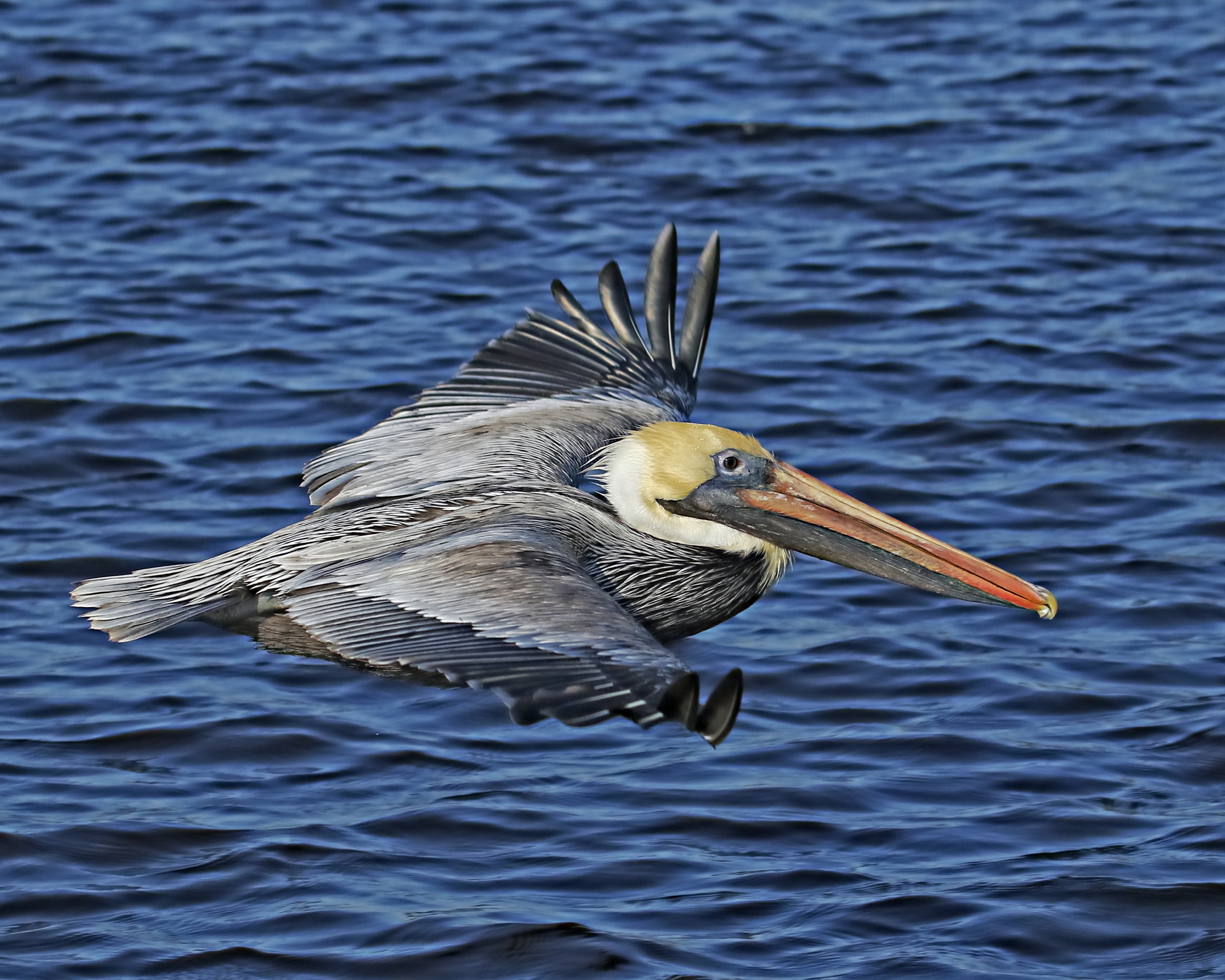 Whee..watch me fly by..look ma, no hands!