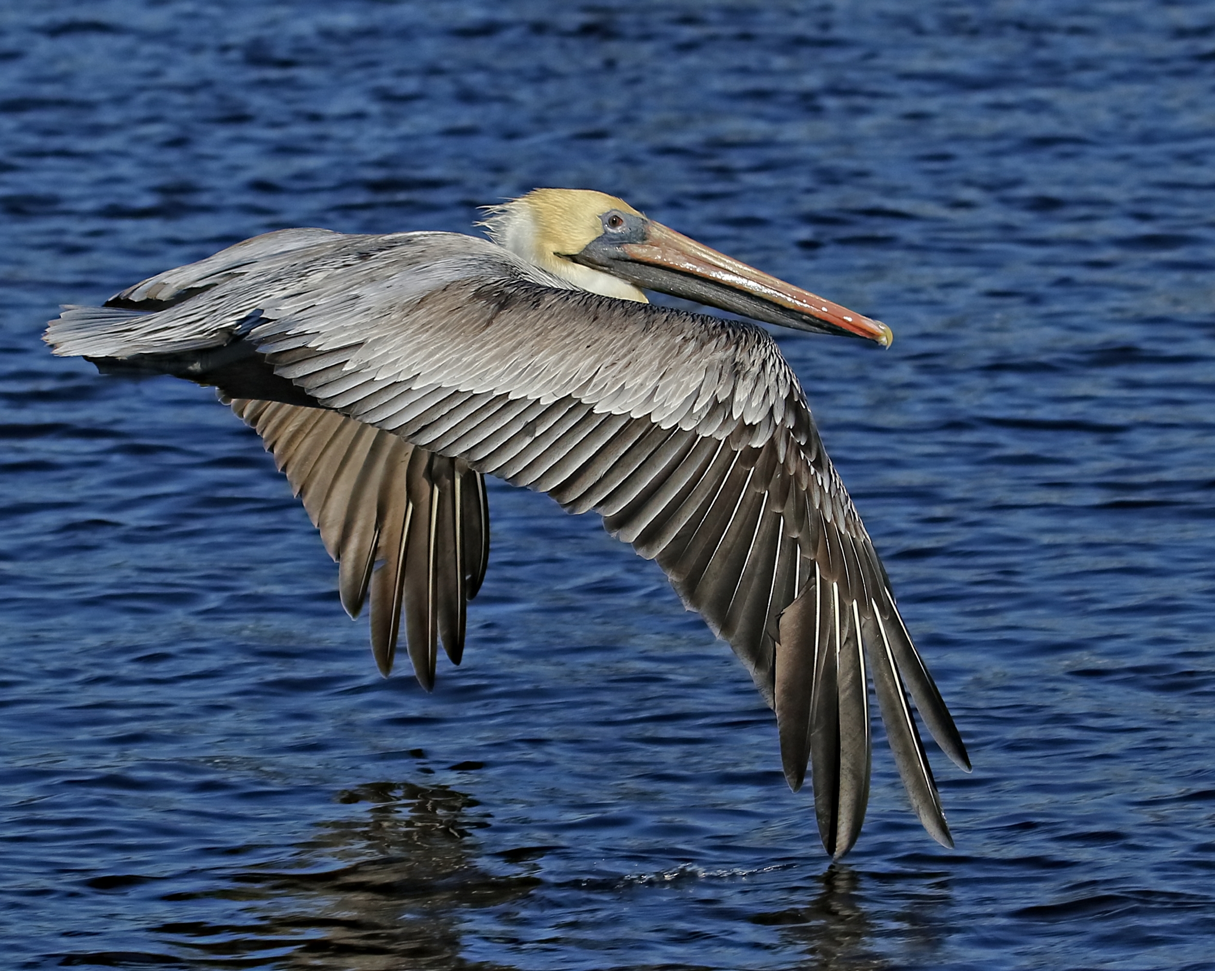 With wingtip control they eye the boat waiting to be the first to get the bait..