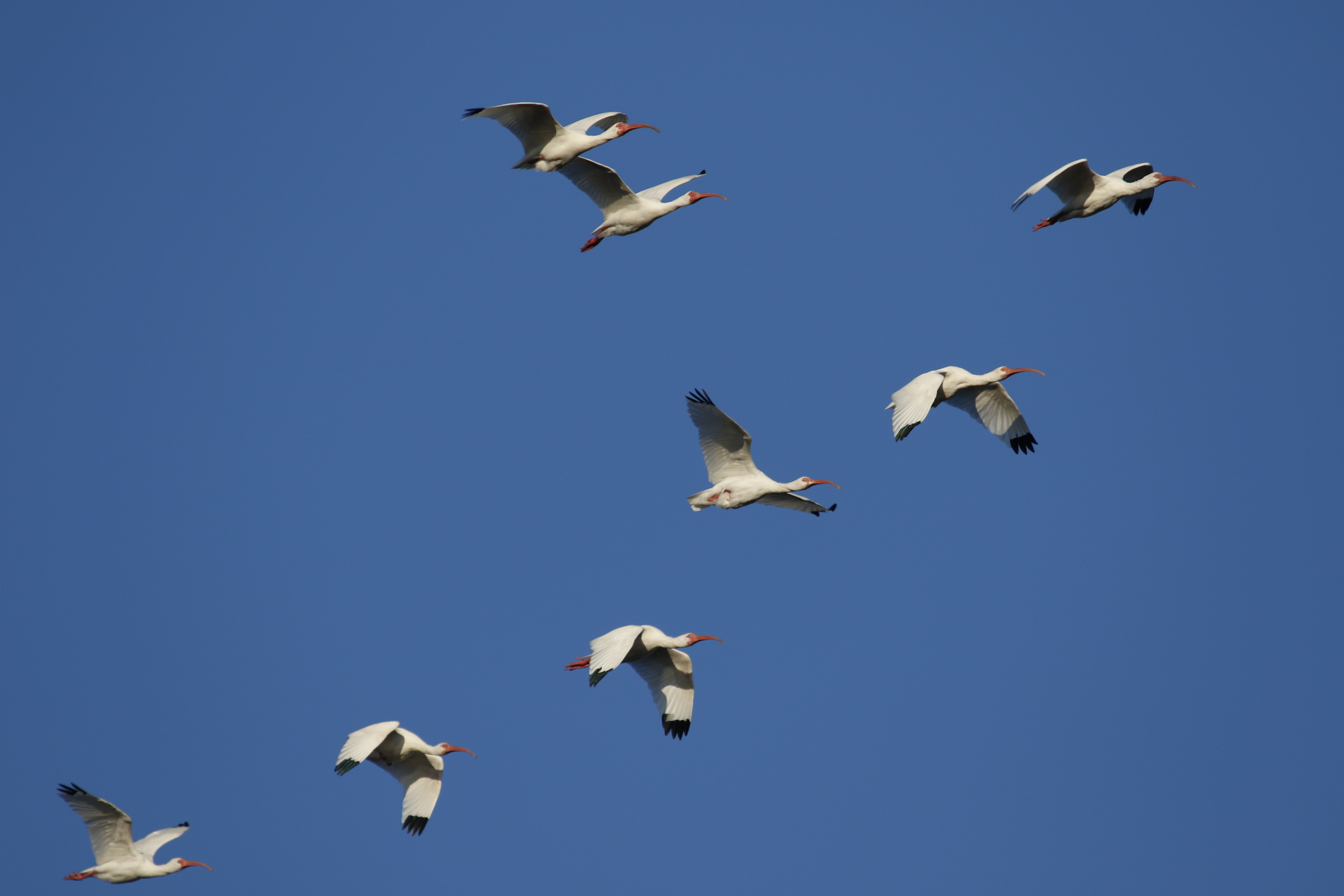 Recently I have seen a few small flocks of White Ibis heading north on their return migration. Wonder if they will stop by again this year?