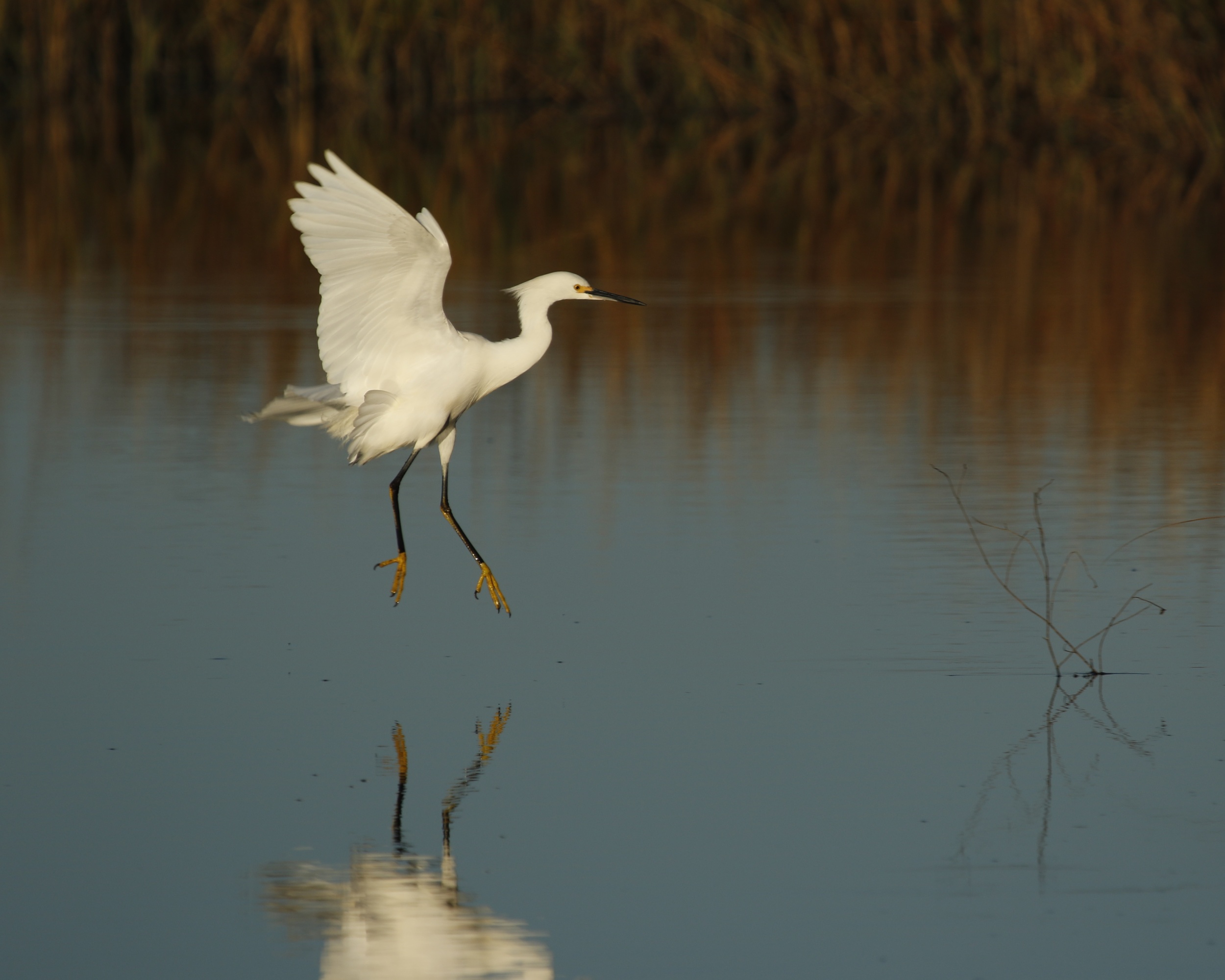 Graceful wings flare over the marsh as the Snowy Egret begins its morning dance