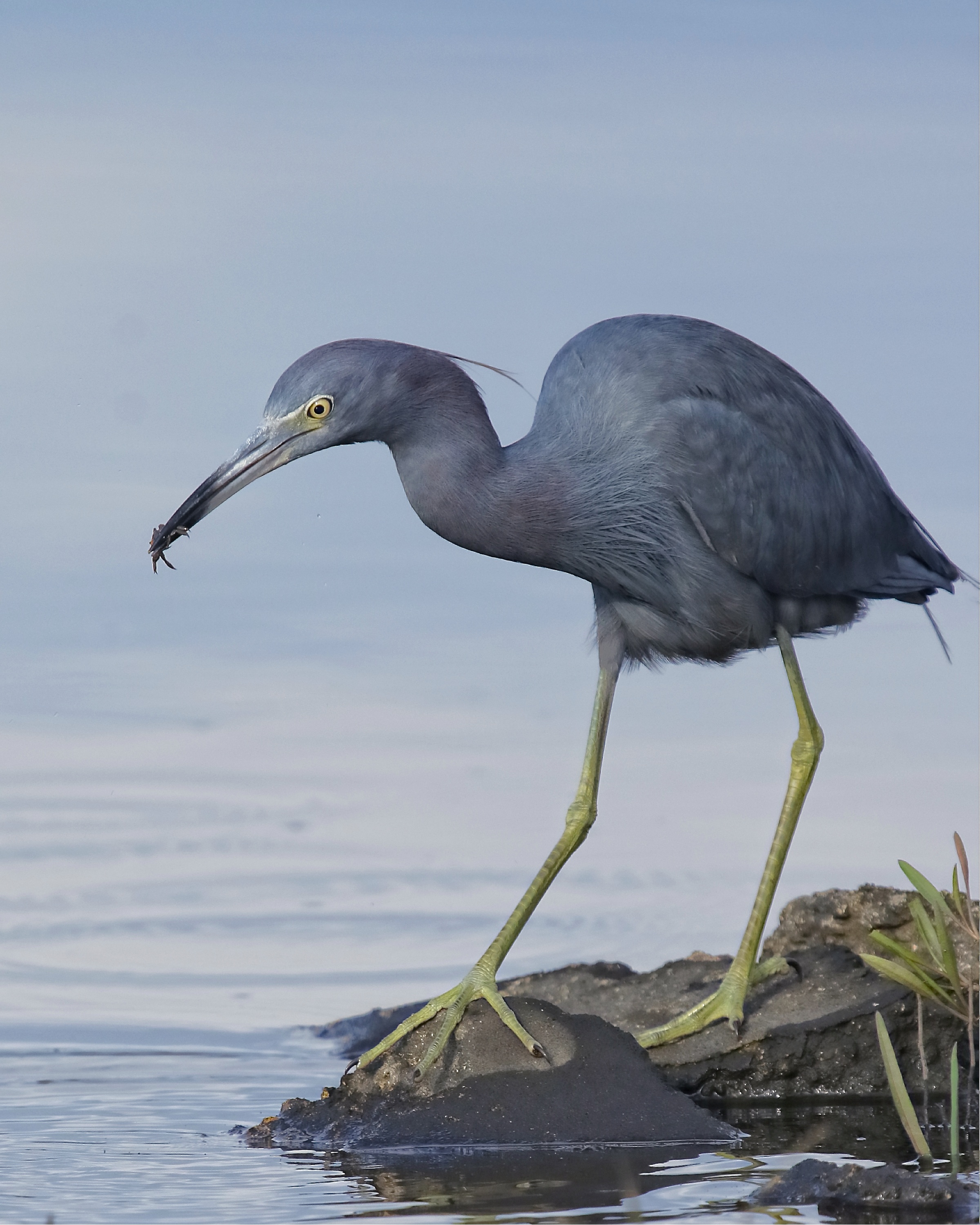 Broward Bob, the Little Blue Heron is one of the early risers. Enjoying a nice crab bite here.