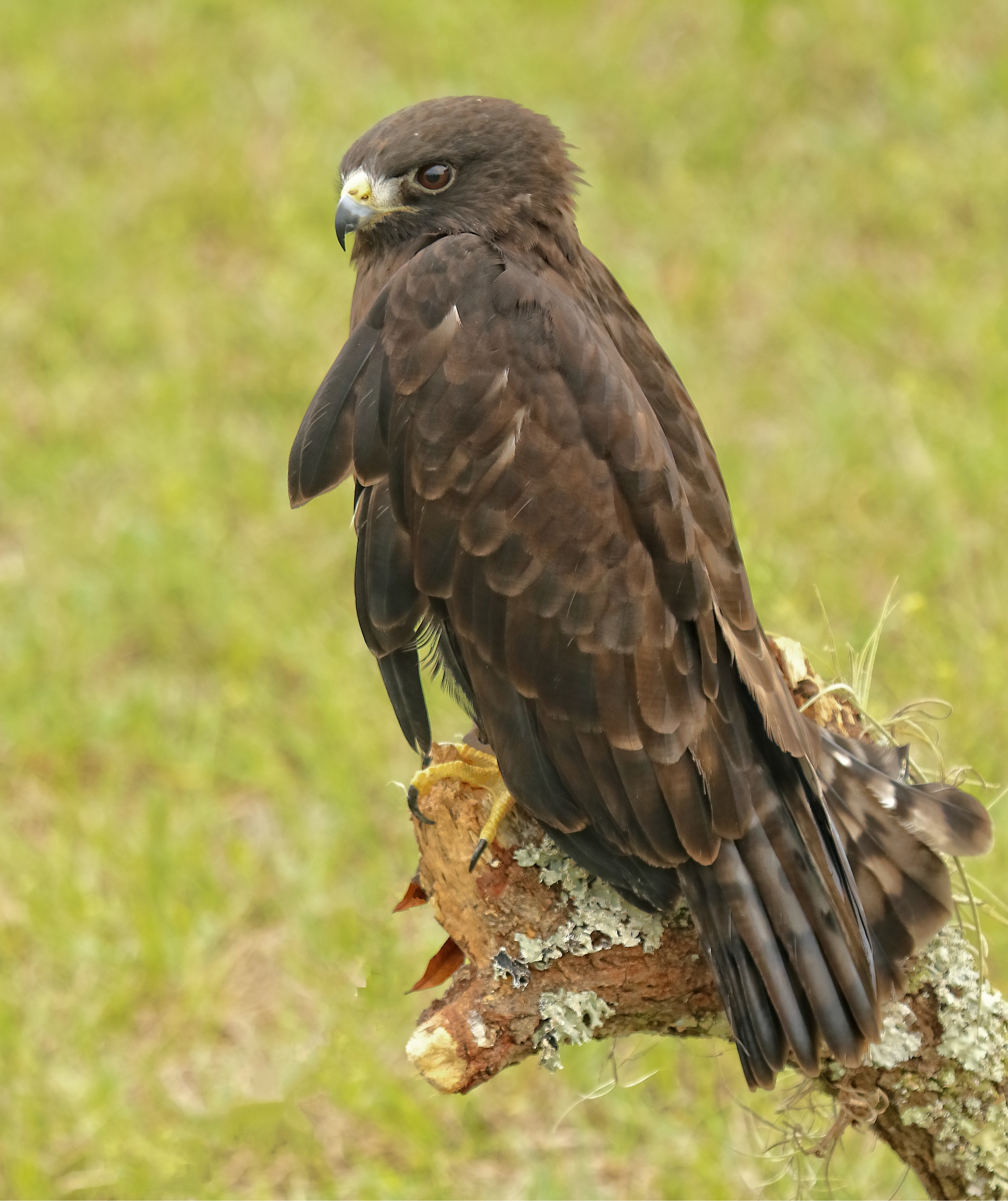 Miko, a dark phase Short-tailed Hawk suffered a gunshot wound to the left wing