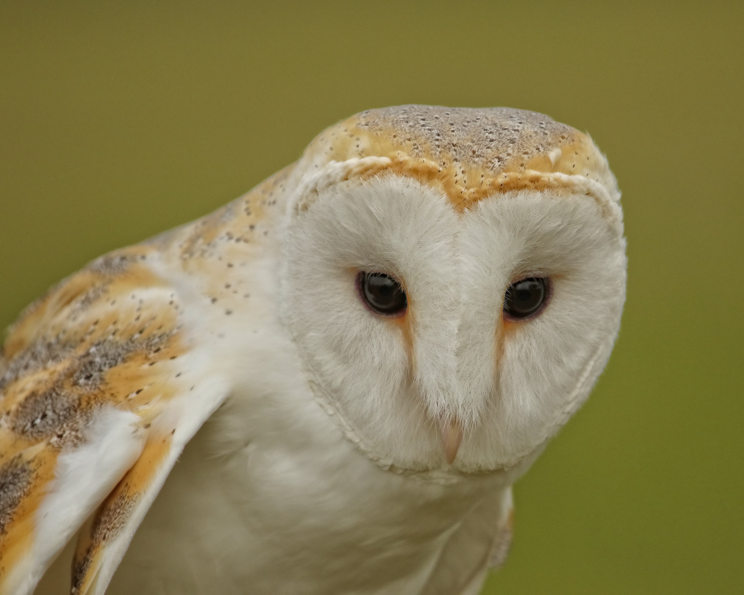 Henry, a European Barn Owl was captive bred and is a rehabilitated flight capable barn owl. 