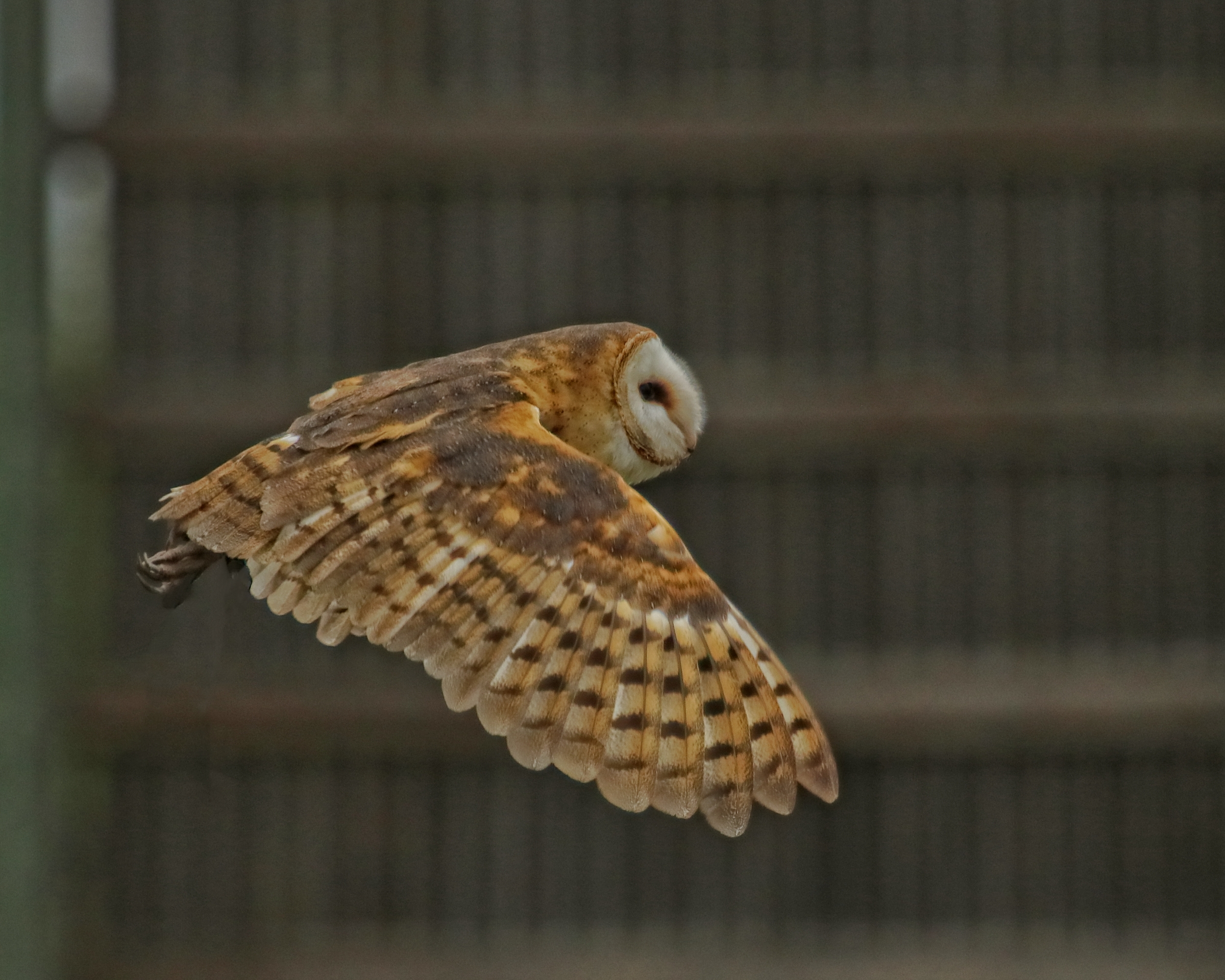 Whisper, a Common Barn Owl was transferred from another facility and making a better adjustment.