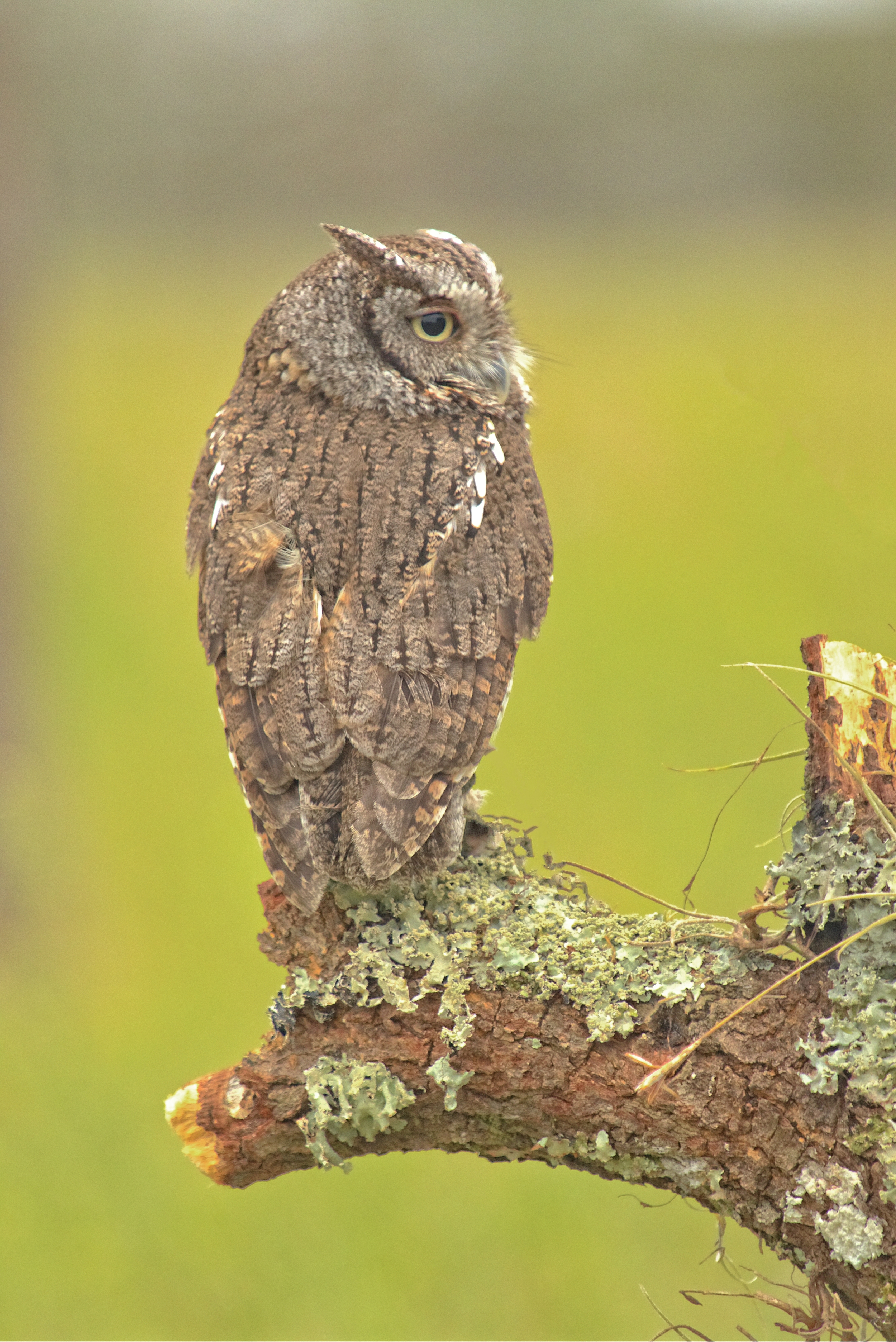 Lucy, an Eastern Screech Owl lost eyesight in the left eye due to an automobile collision