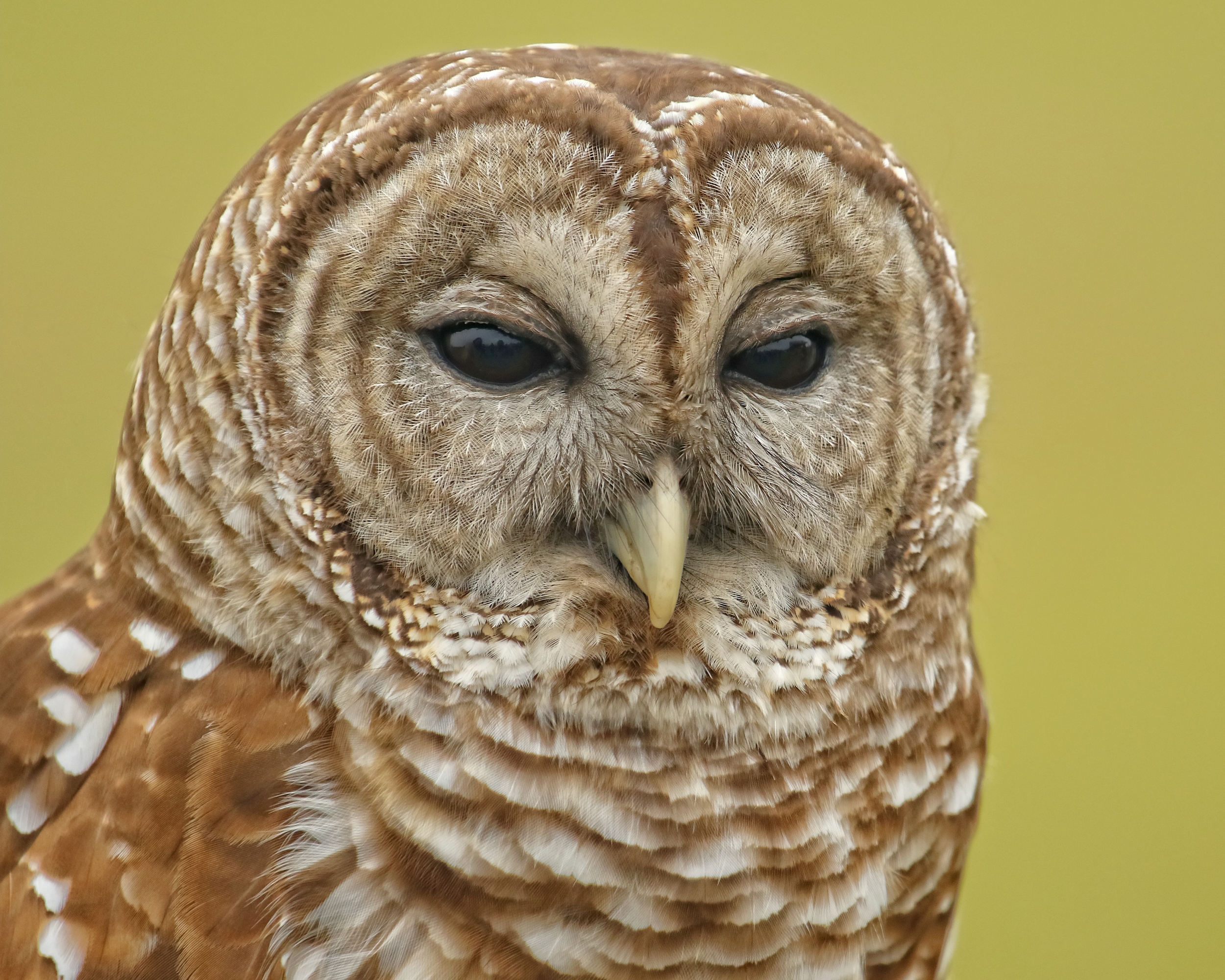 Mrs P, a Barred Owl, found as a pre-fledgling on the ground and imprinted with people instead.