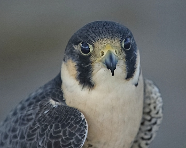 Sparky, like most of the birds is available for adoption..check it out!