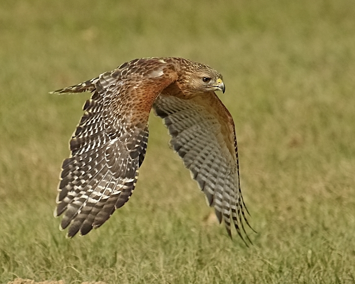 Archer, a Red Shouldered Hawk, injured when their nest was cut down, able to do short flight demos.