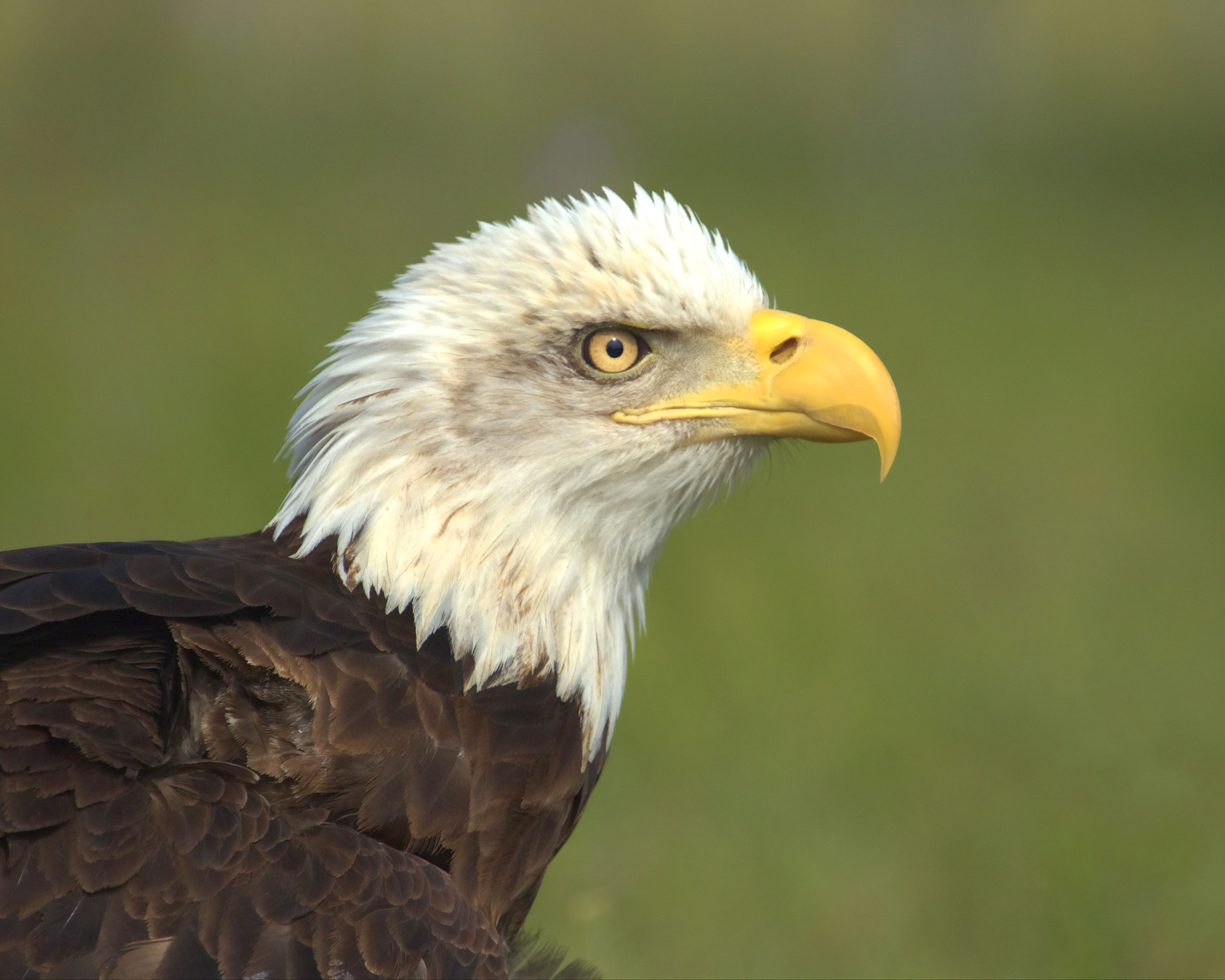 Ike, the iconic Bald Eagle, suffered a wing injury as a nestling.