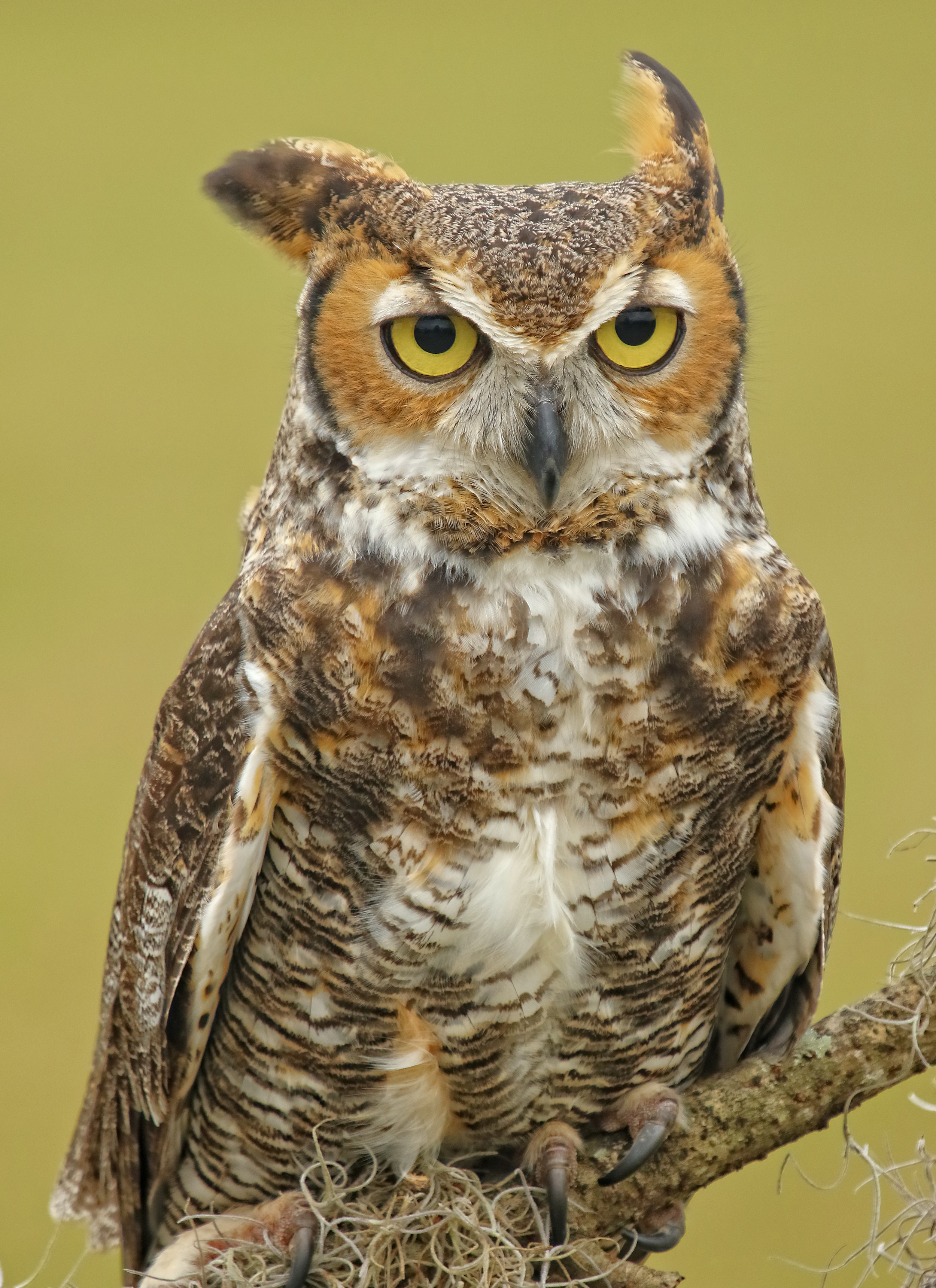 Gordon, the Great Horned Owl was my favorite bird..handsome fellow and wise too!