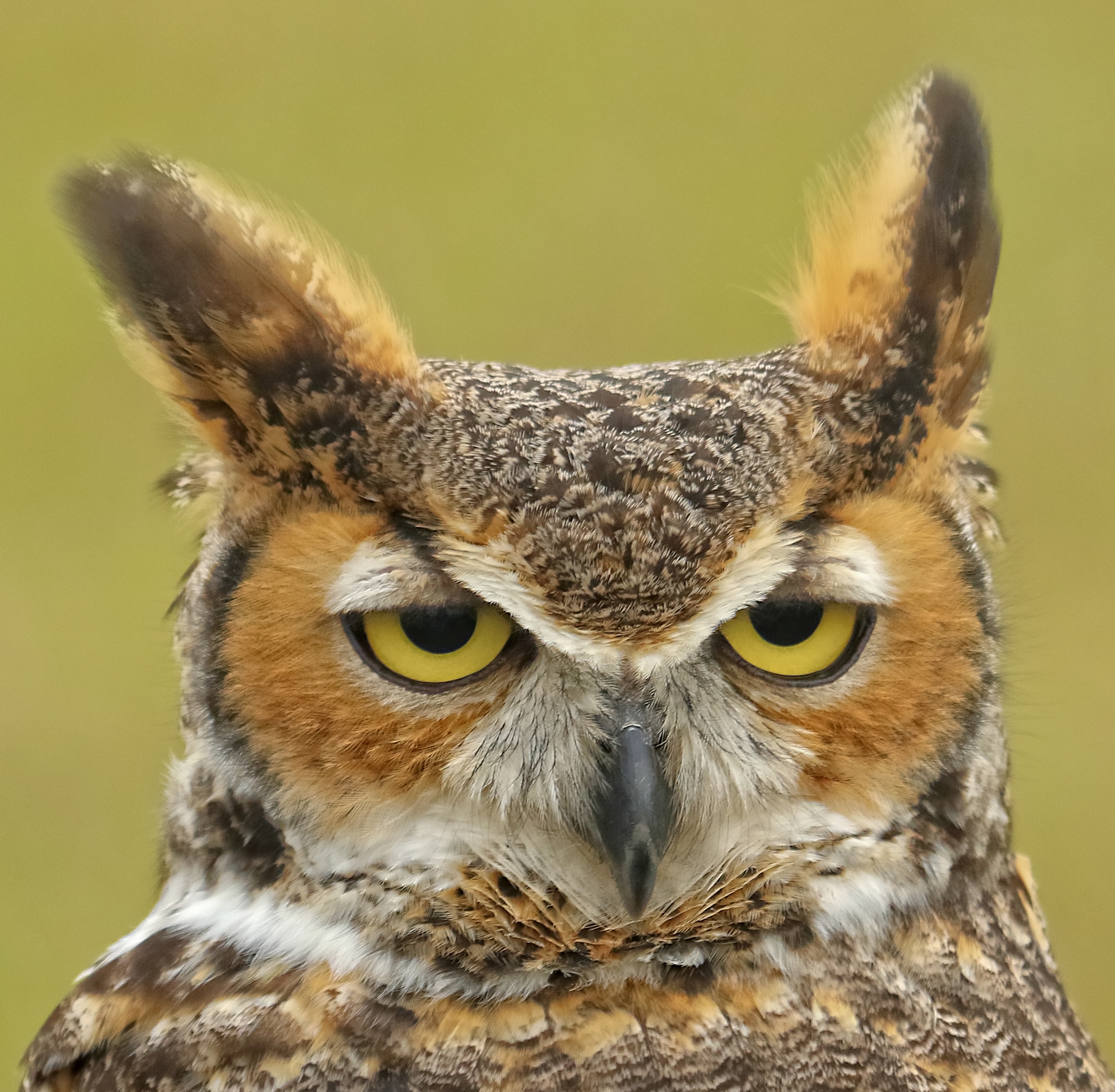 Don't mess with me, I am wise to you!