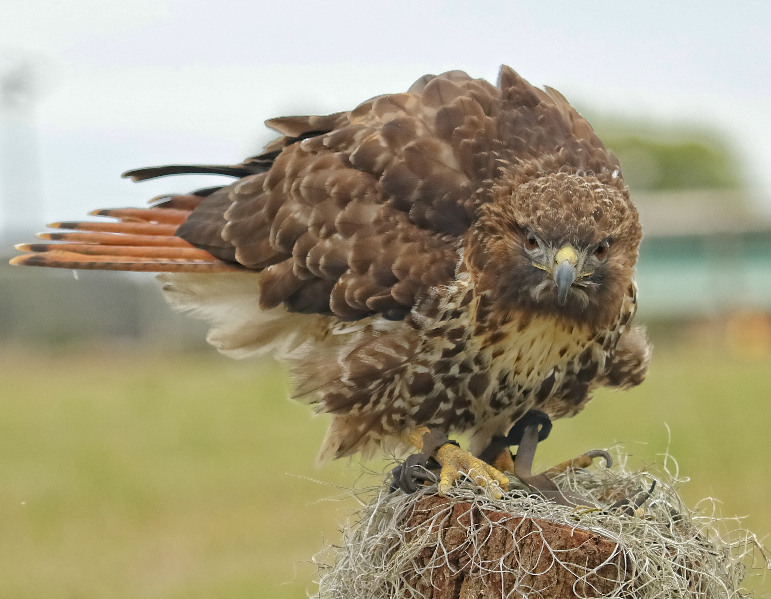 Izzy is a Red Tailed Hawk. Izzy injured a foot while hunting in the wild and can no longer hunt on her own.
