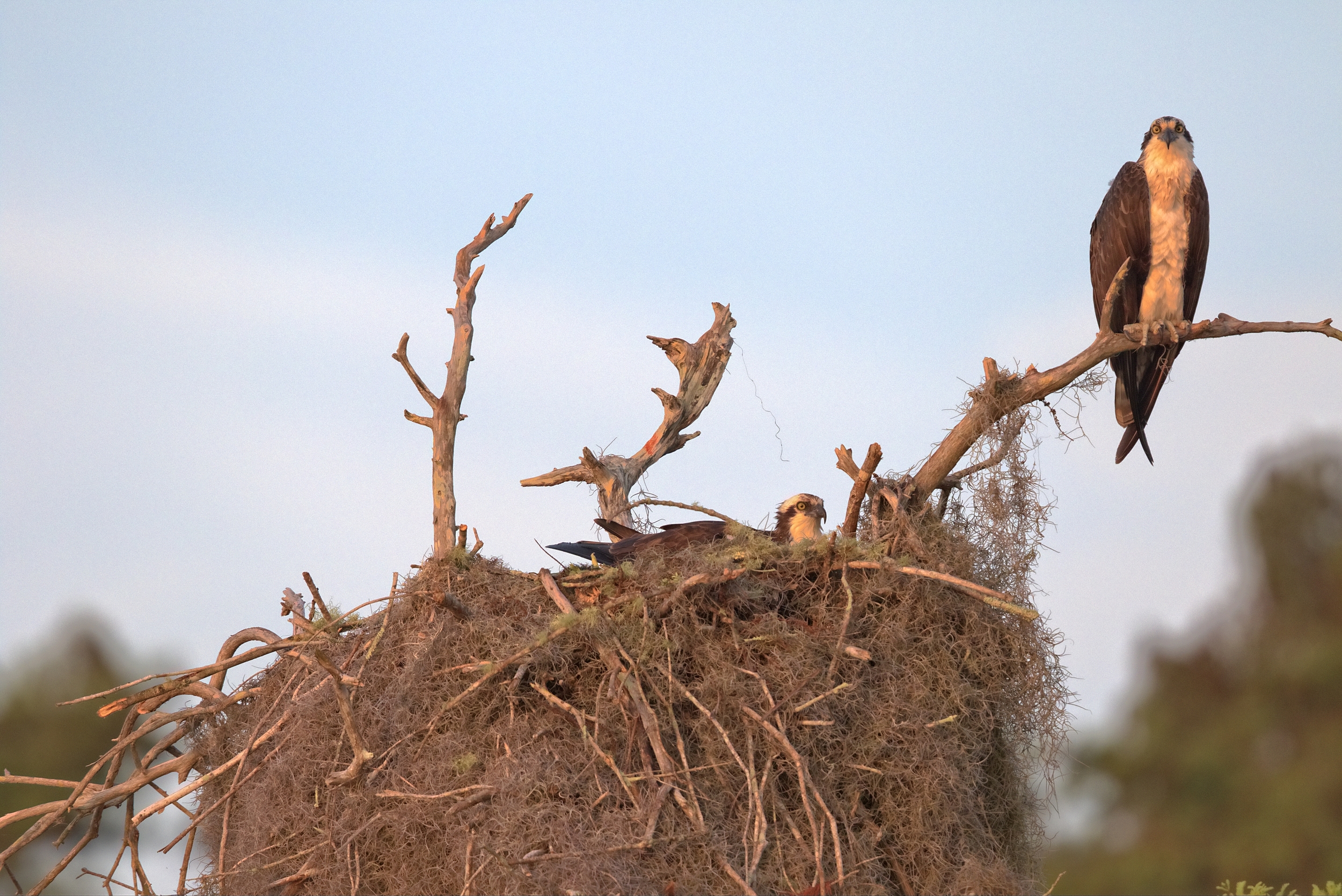 This nesting pair indeed have found a " Place in the Sun "..typical of what we saw in nearly every tree. Note the size and construction of the nest. 