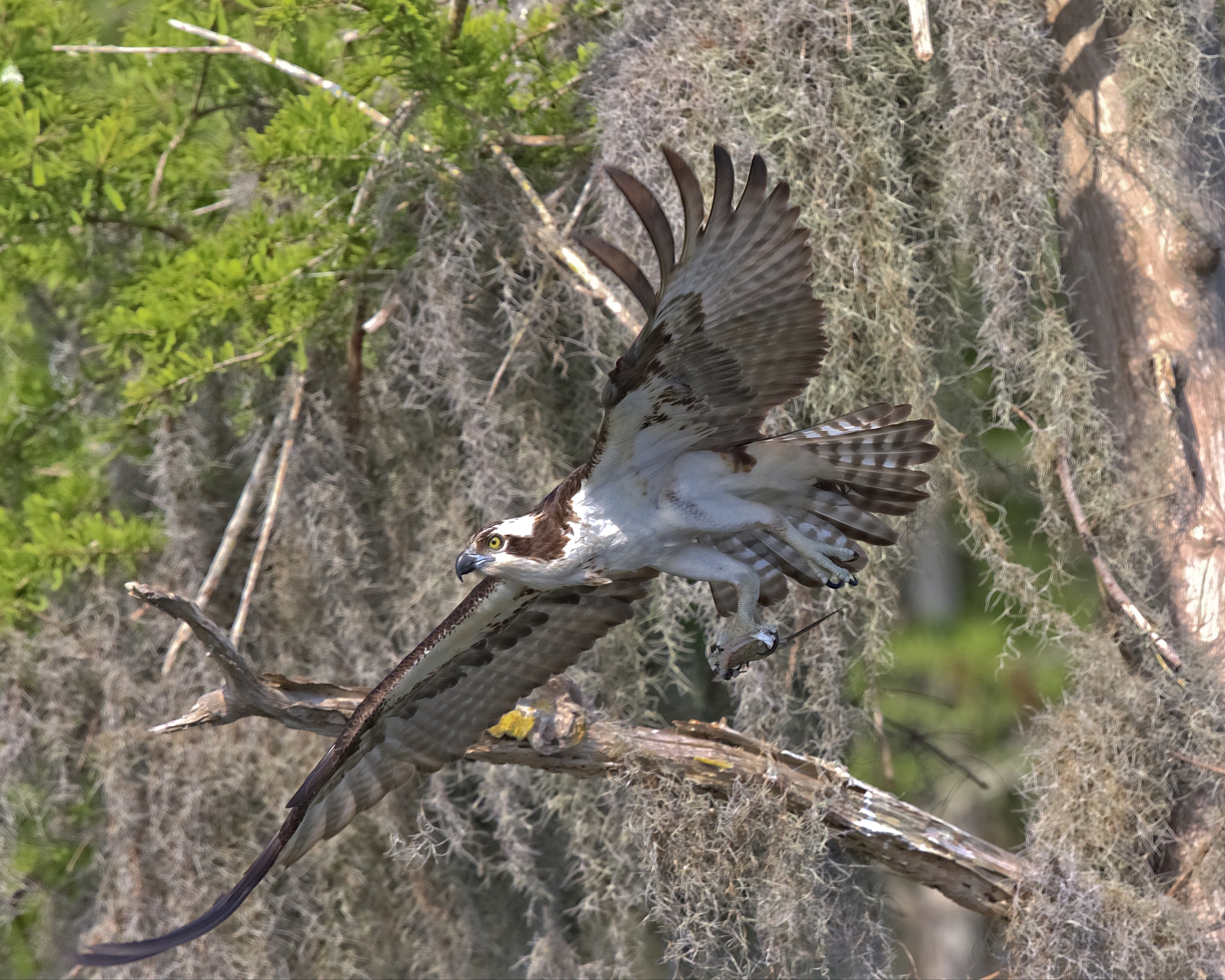 Dang photographers! Can't a bird have a fish sandwich without a photo op? 