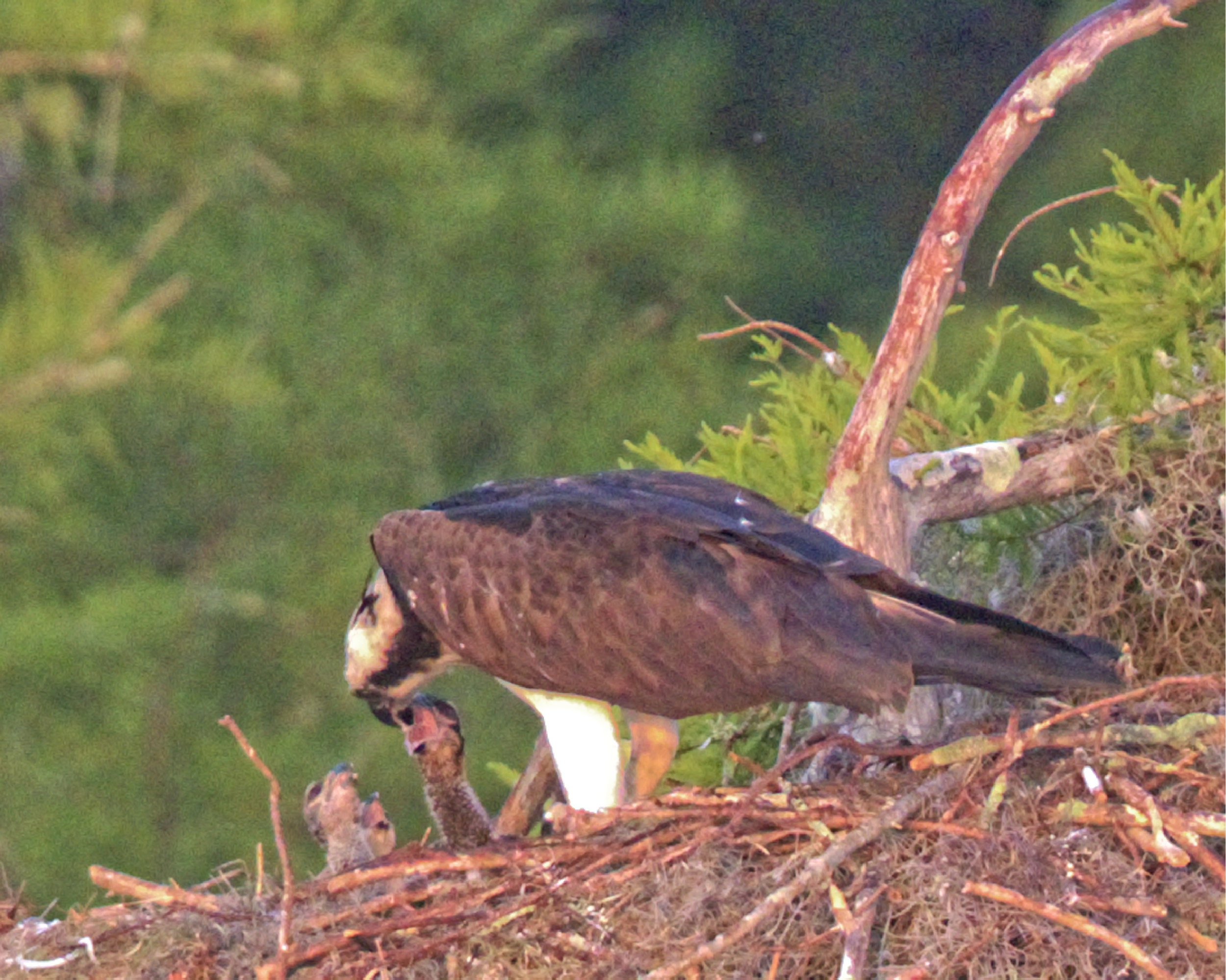 Highly cropped image of a female feeding three young ones!