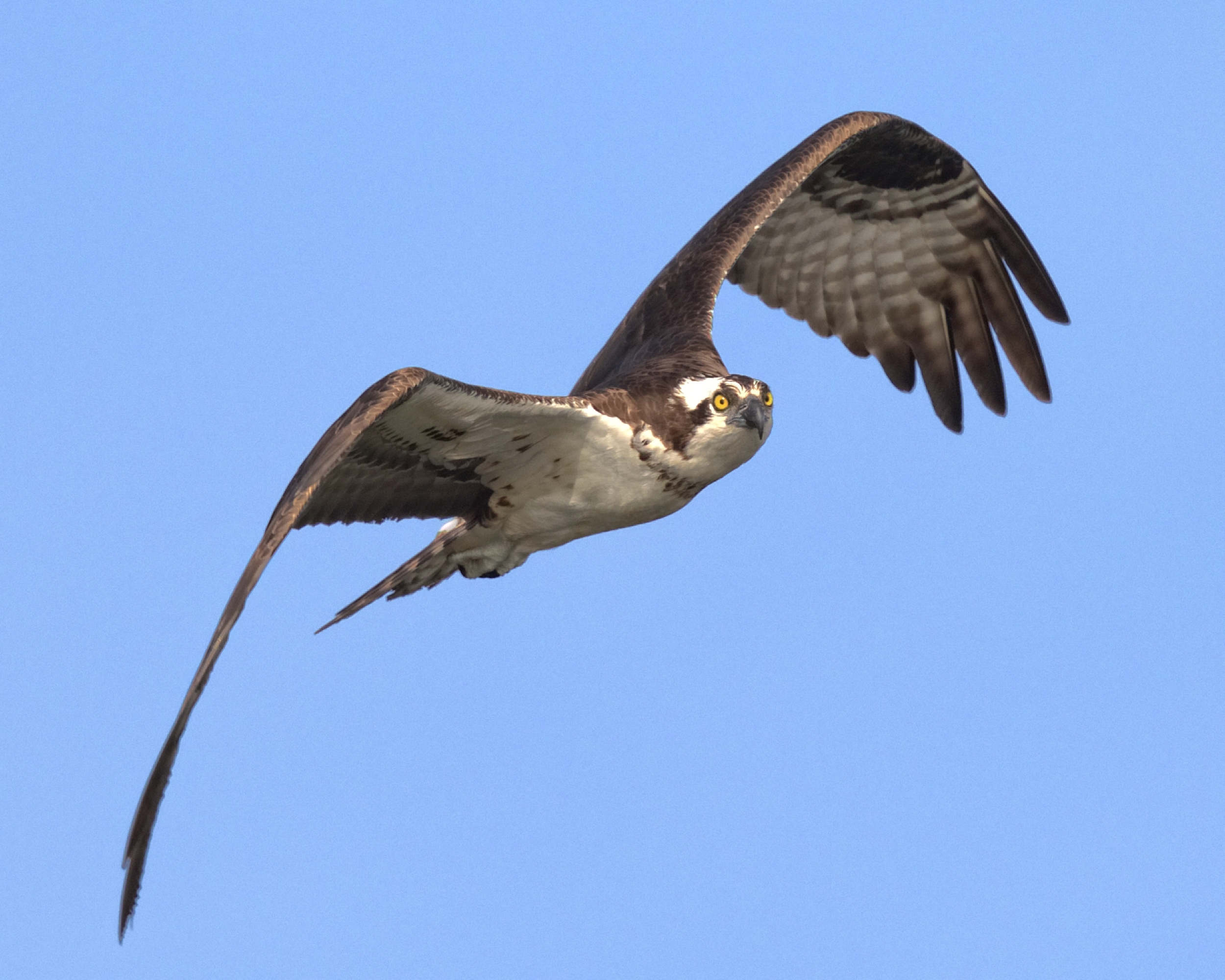 An Osprey in flight turning into "Final Approach"