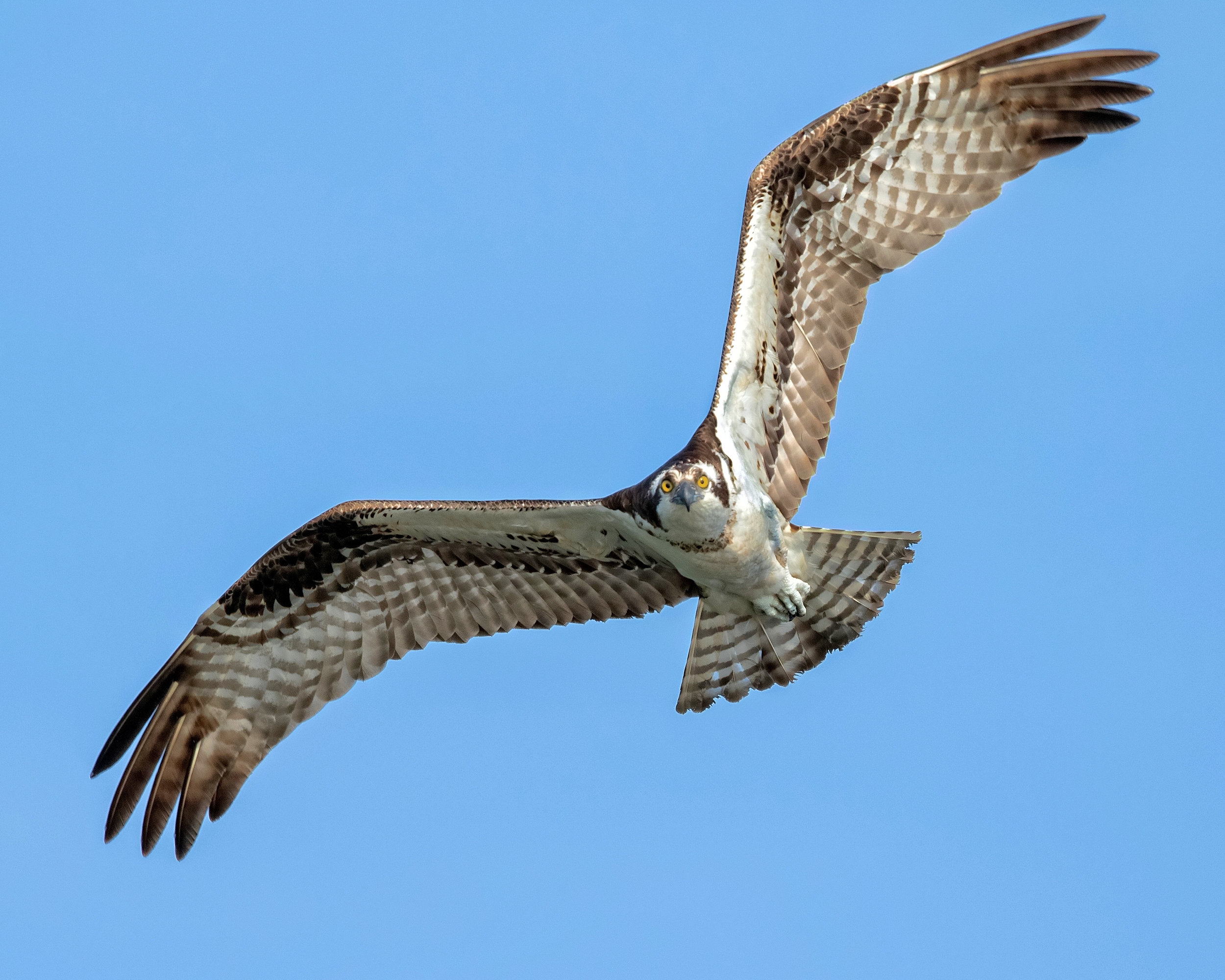 Landing tree in sight….making final approach...