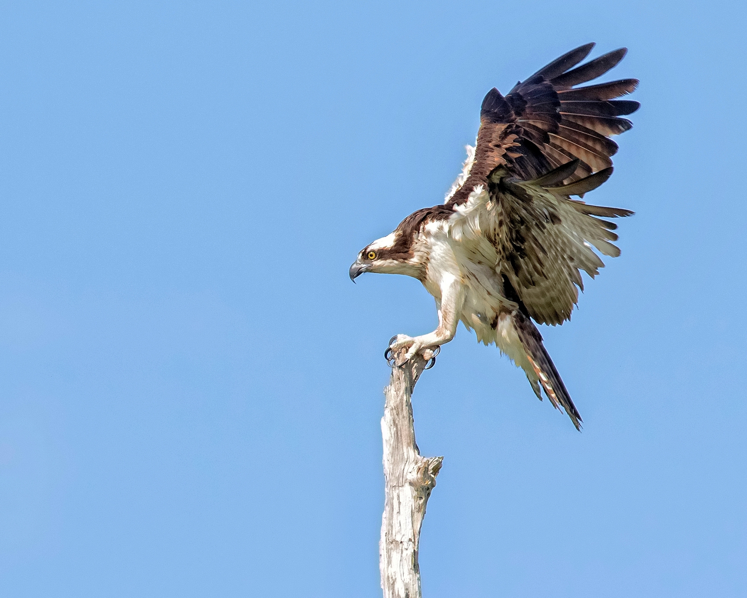 Landing…Nailed it!