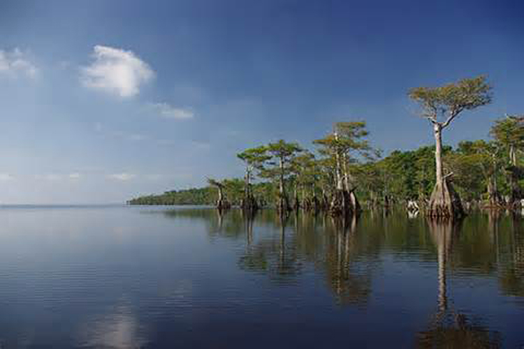 Blue Cypress Lake…A Place in the Sun for sure..Photo courtesy of Bing Blue Cypress Photo workshop..photographer unknown..